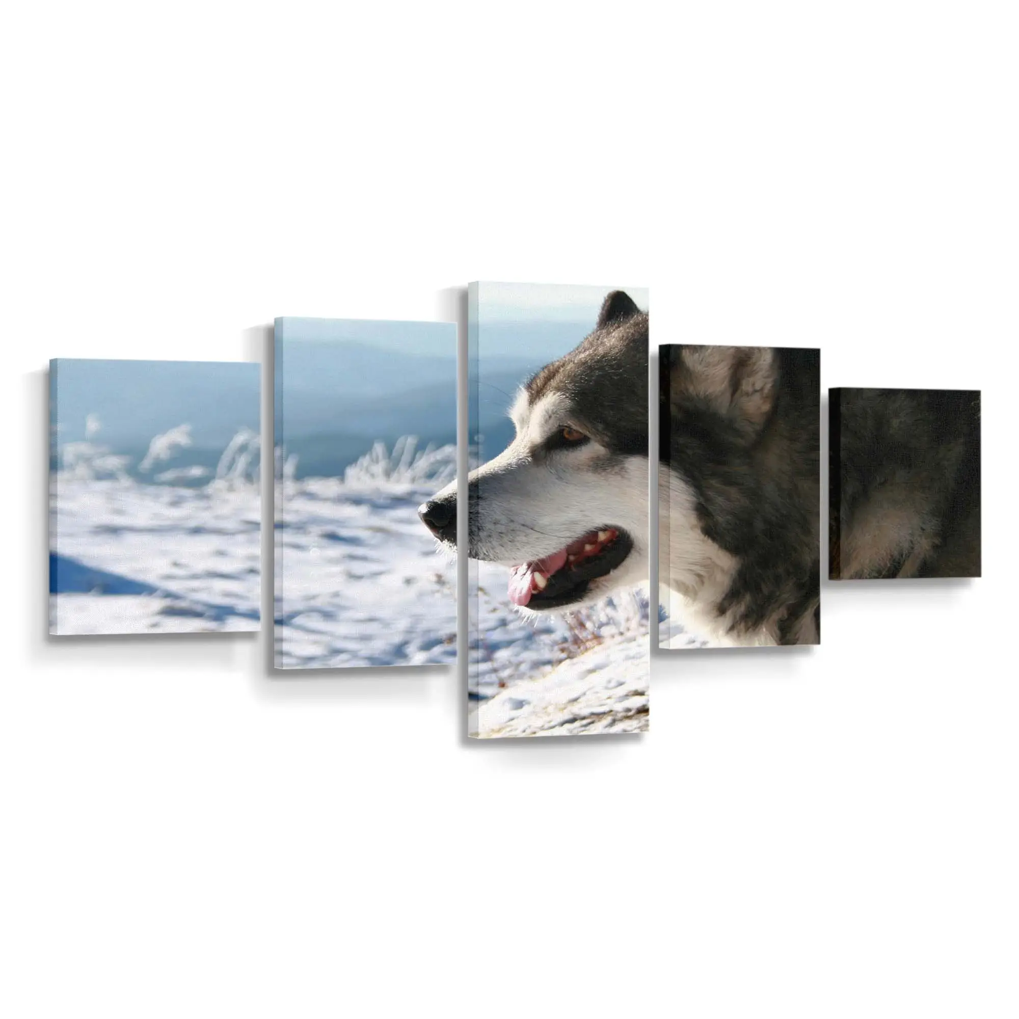 Alaskan Malamute im Freien – Hunde Leinwandbild