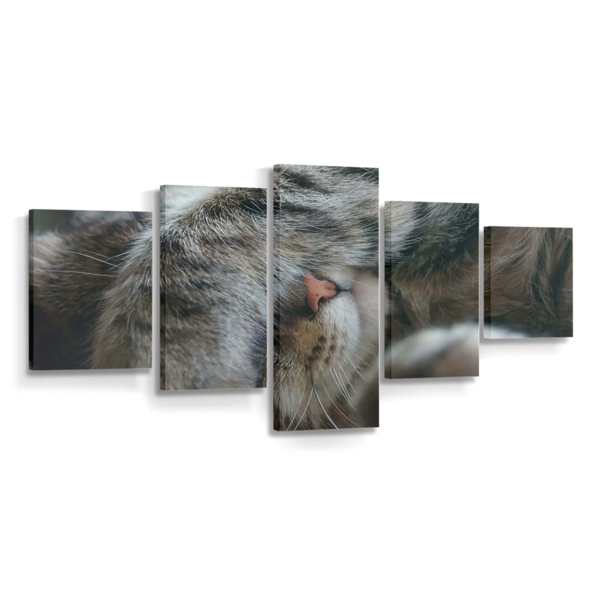 Überraschte Katze mit OMG Blick – Katzen Wandbild