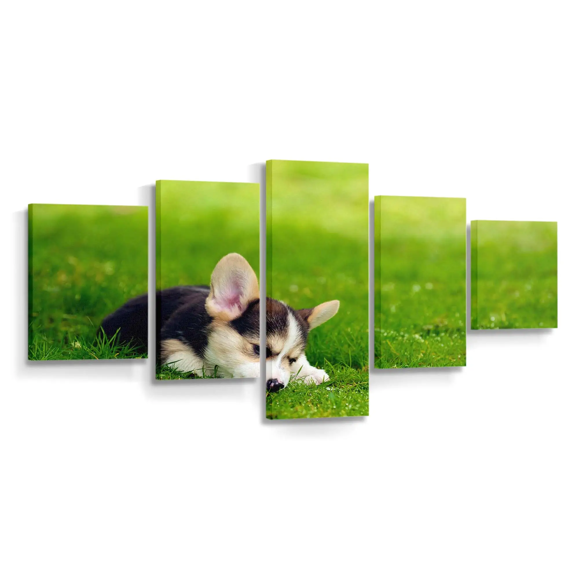 Dreifarbiger Pembroke Welsh Corgi Welpe – Welpen Wandbild