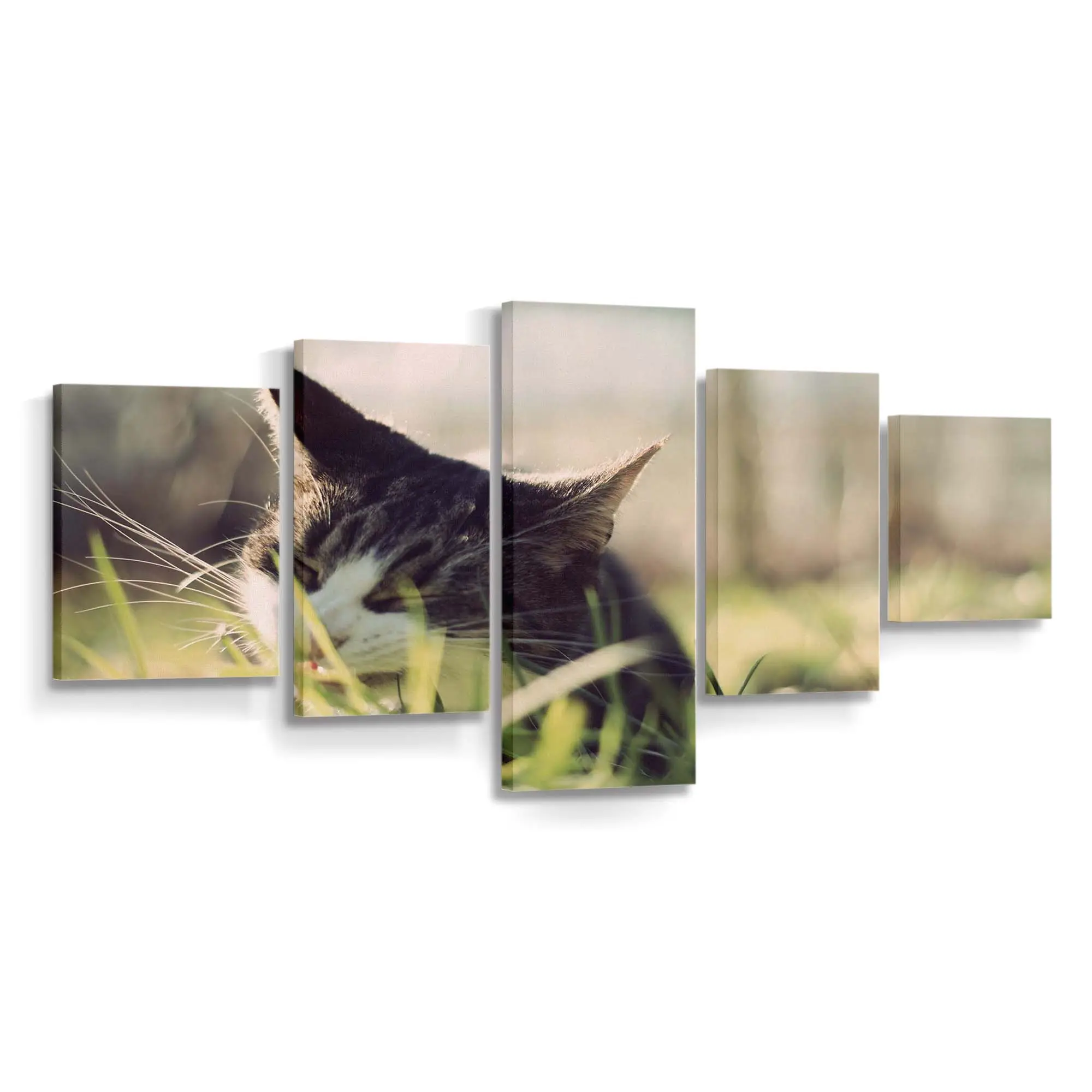 Flauschige Katze Kaut an Gras – Katzen Wandbild