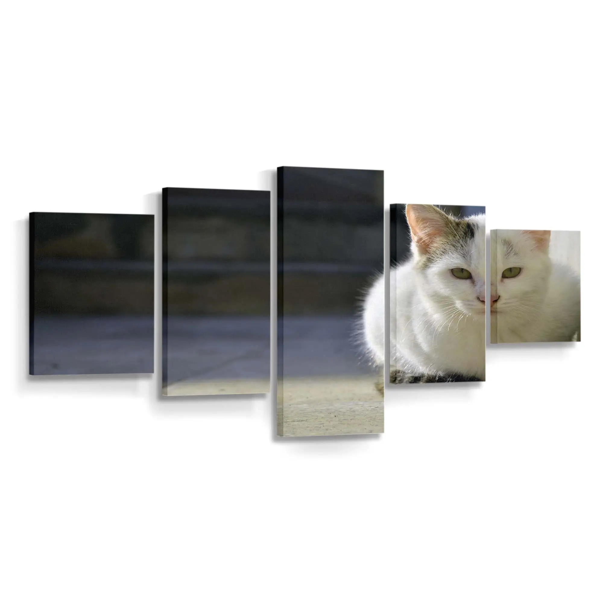 Flauschige Perserkatze mit Langem Fell – Katzenmotiv Leinwandbild