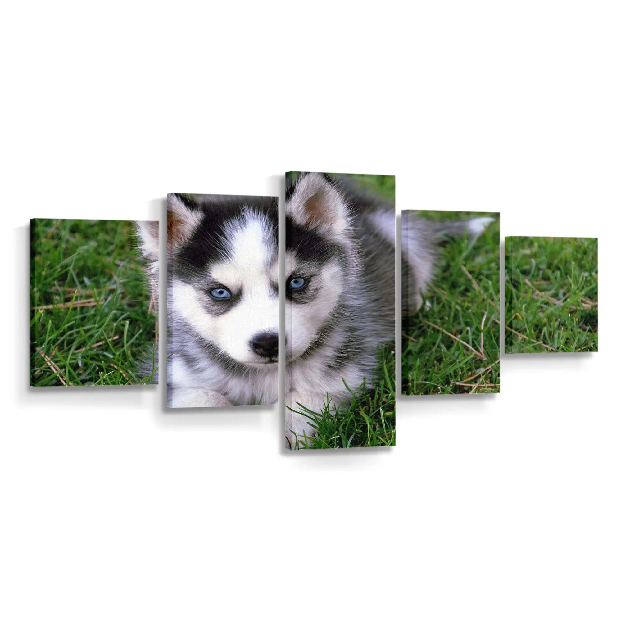 Flauschiger Husky Welpe – süßes Hundemotiv Leinwandbild