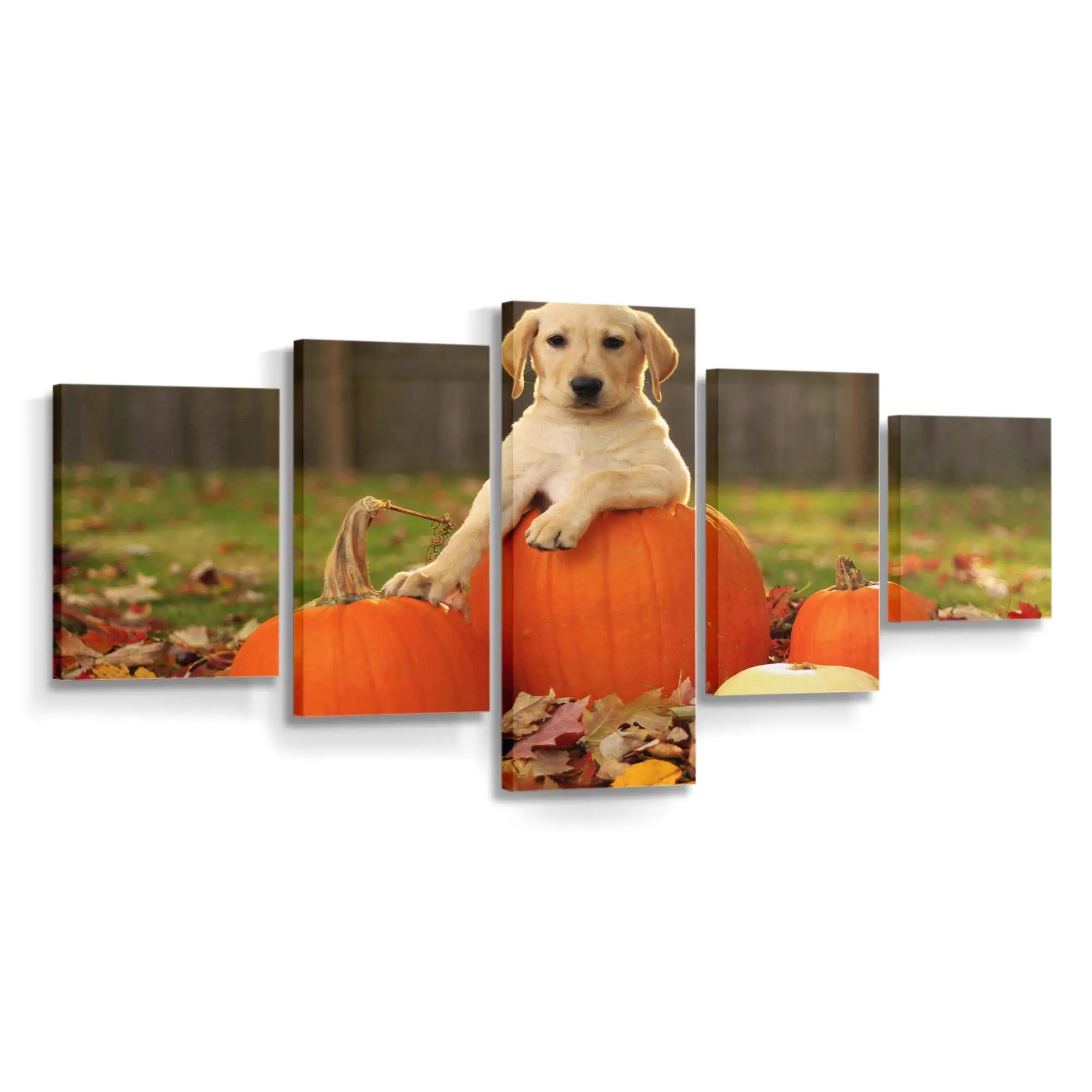 Gelber Labrador Retriever Welpe im Herbst – Welpen Wandbild