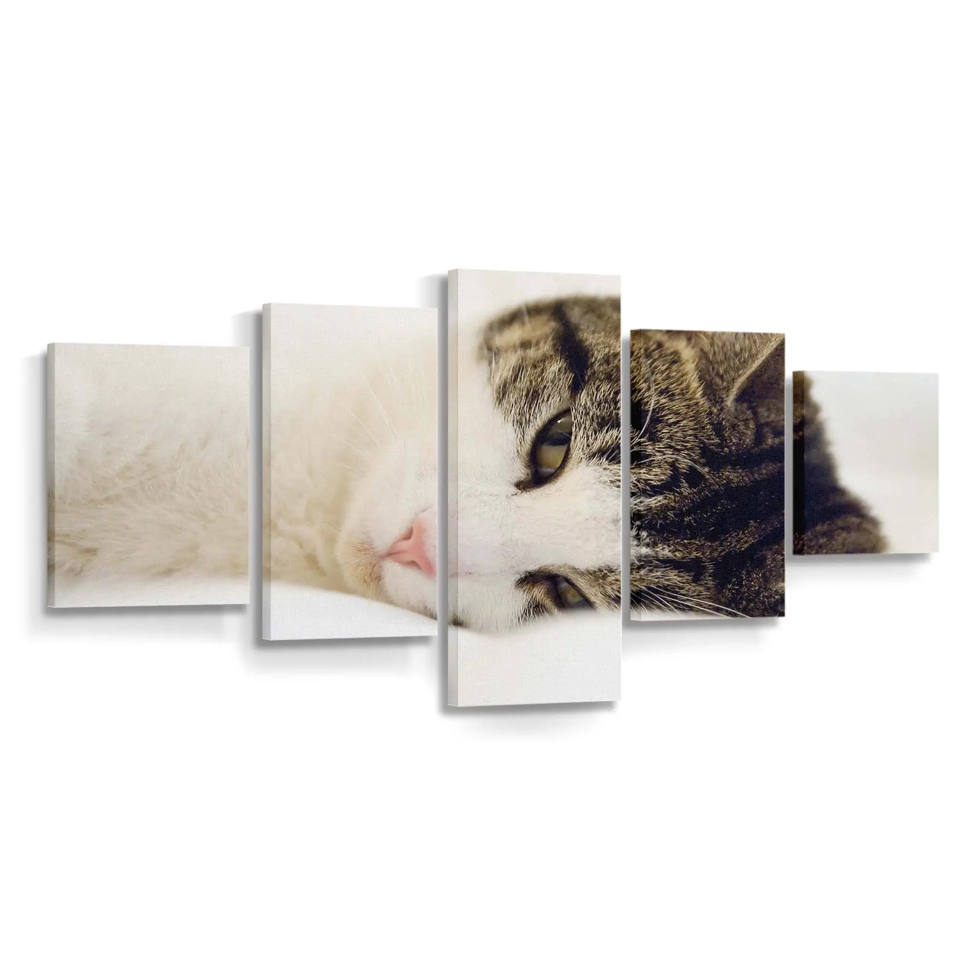 Gähnende Katze im Bett – Katzen Wandbild