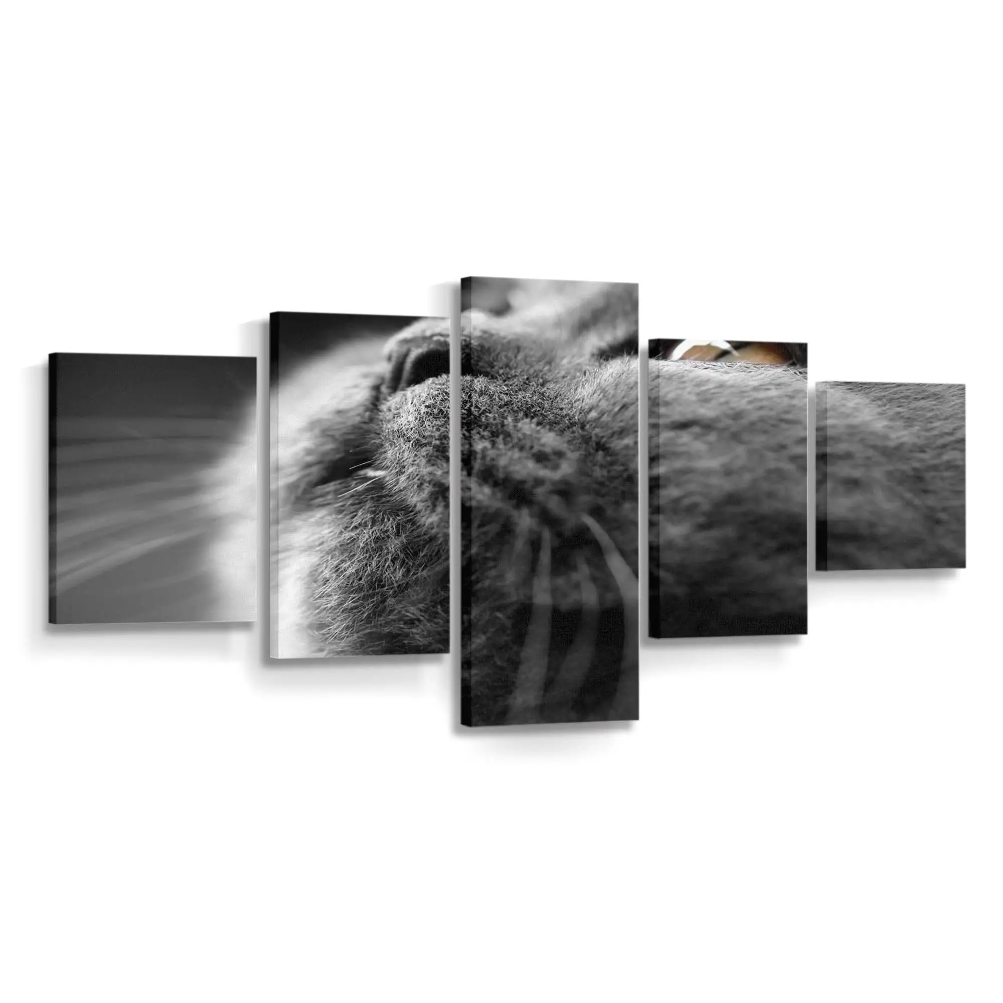 Graues Katzengesicht in Nahaufnahme – Katzen Wandbild