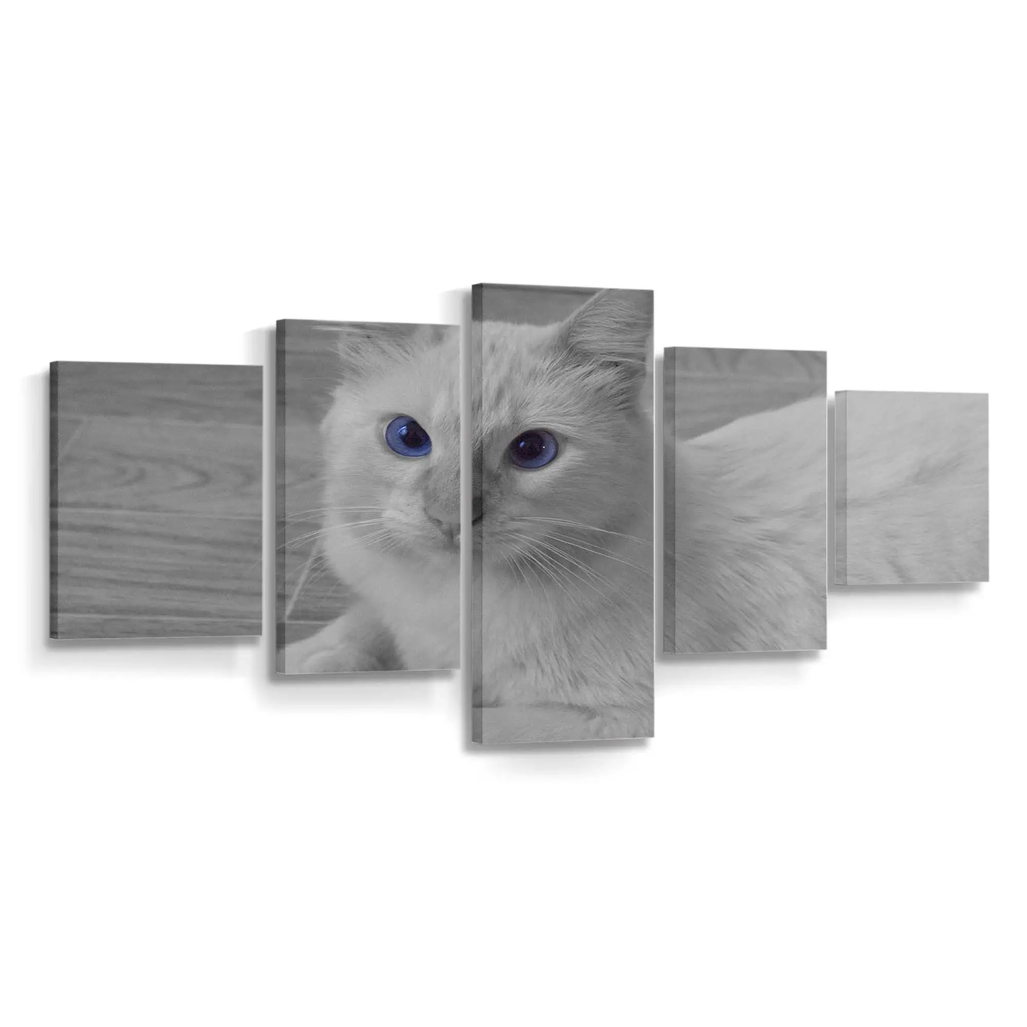 Katze mit Blauen Augen – Katzenmotiv Leinwandbild