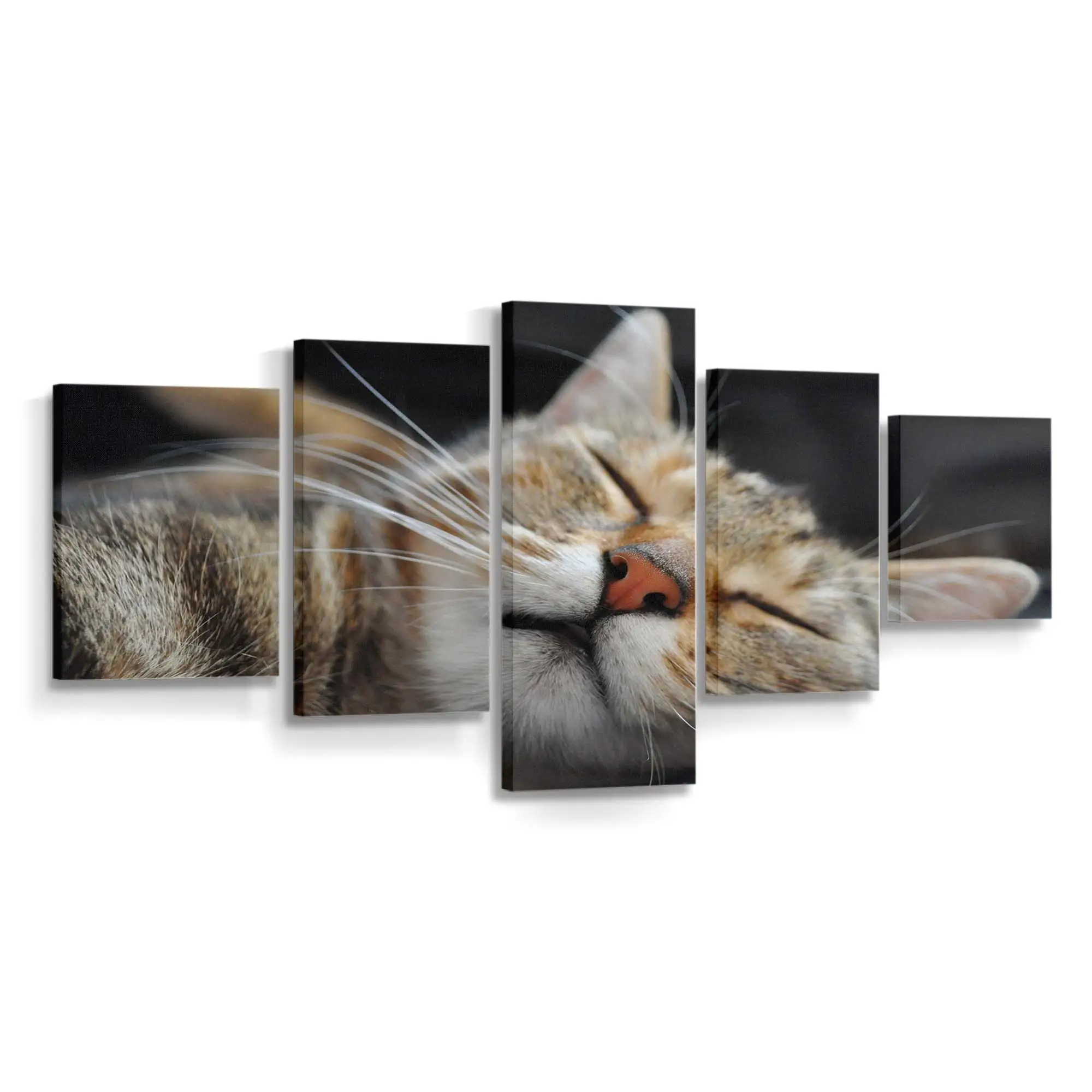 Katze Schlft in Lustiger Position – Katzen Leinwandbild