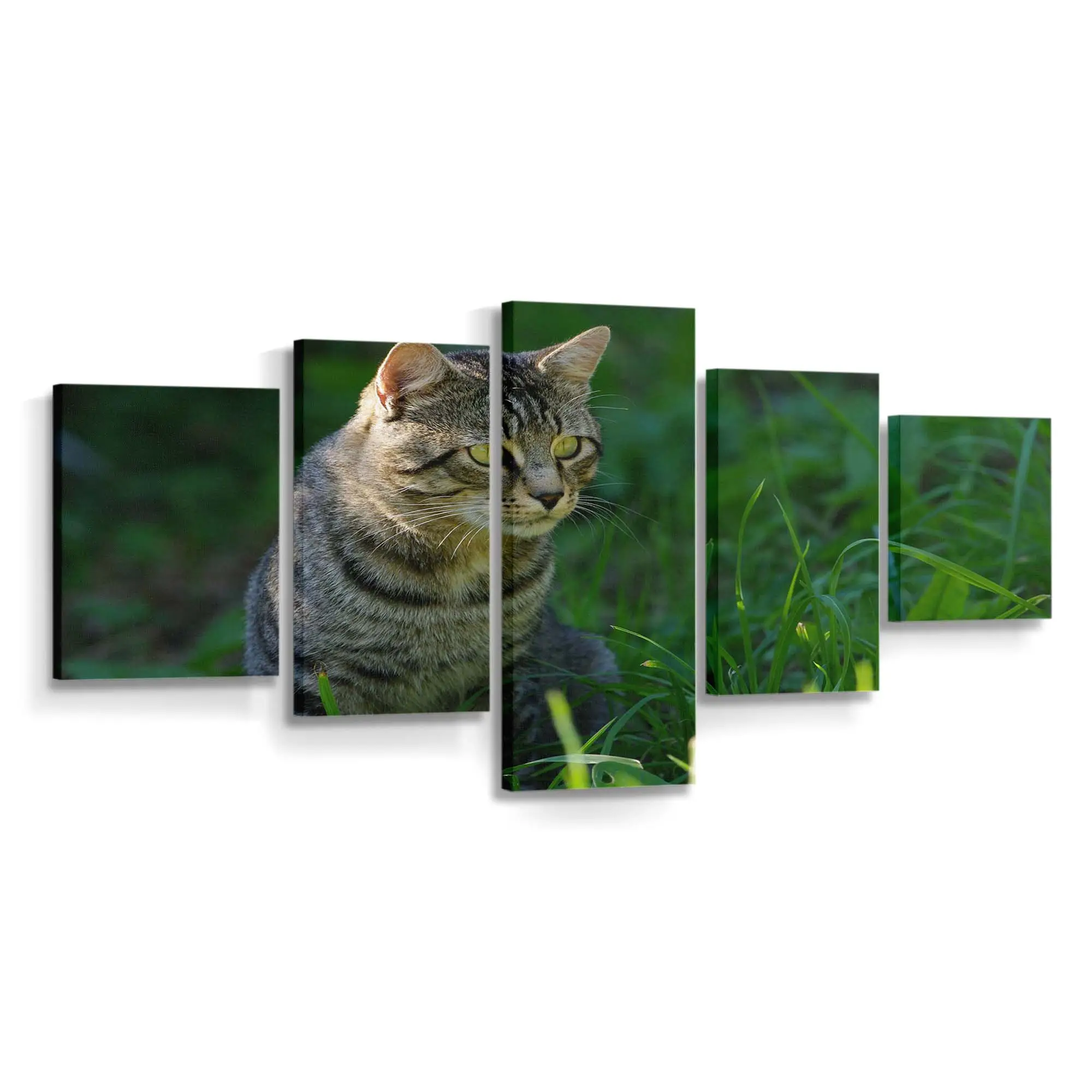 Katze Starrt in die Kamera – Katzenmotiv Leinwandbild