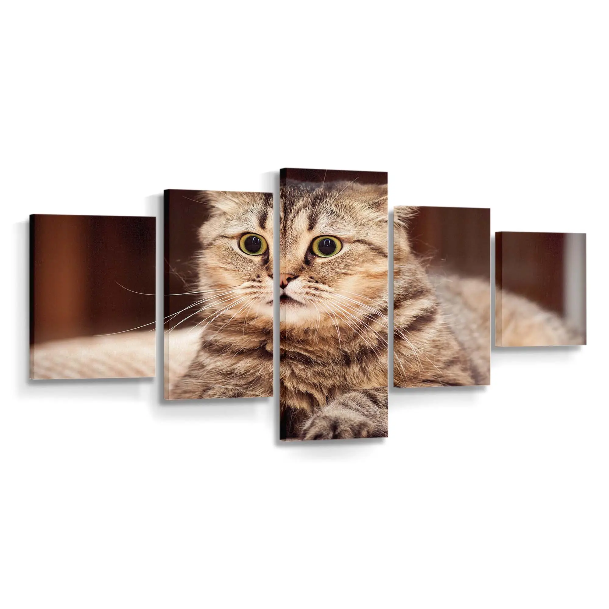 Ängstliches Katzengesicht – Katzenmotiv Leinwandbild