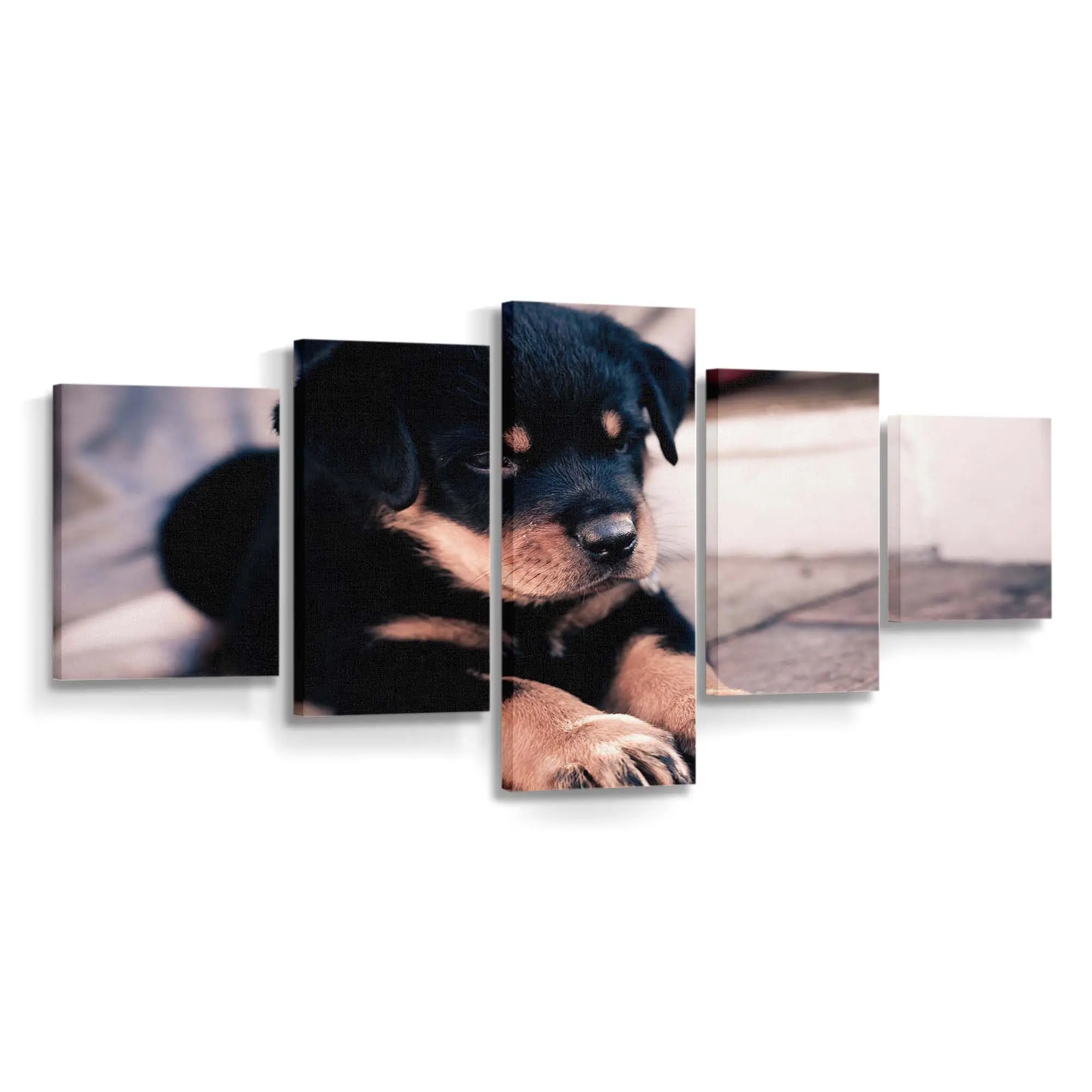 Rottweiler Welpe – süßes Hundemotiv Leinwandbild