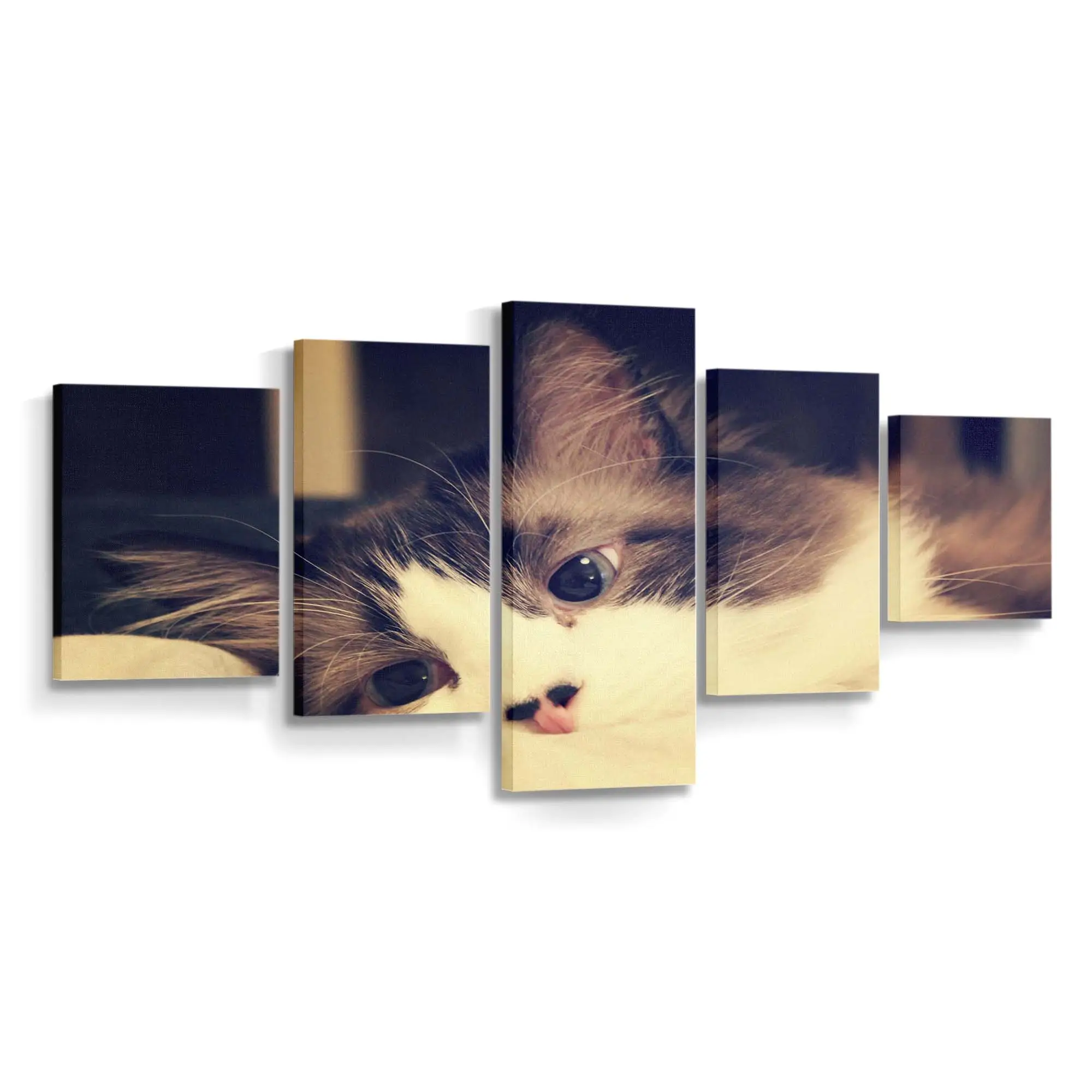 Ruhende Hauskatzen – Katzenmotiv Leinwandbild