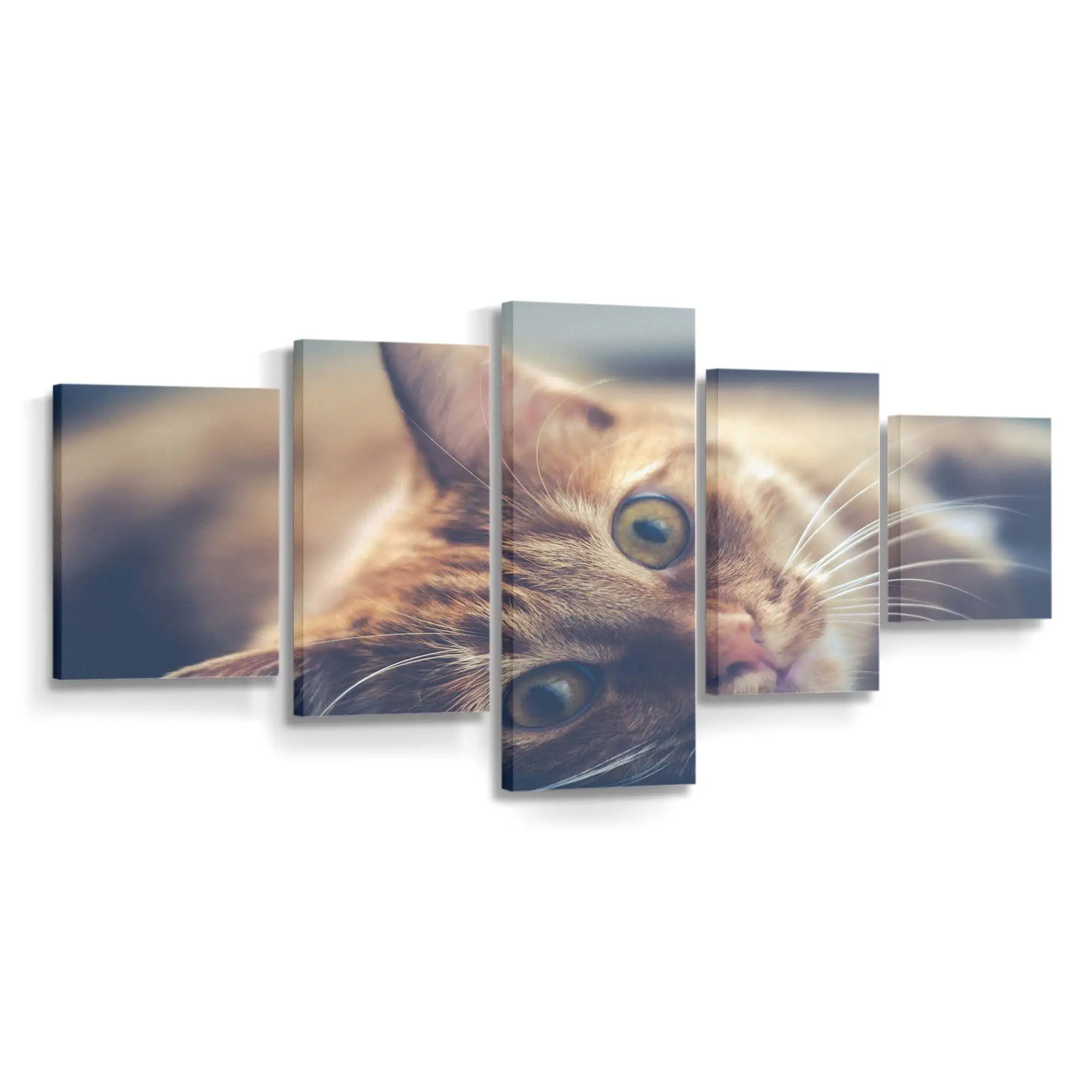 Ruhende Rote Getigerte Katze – Katzen Leinwandbild