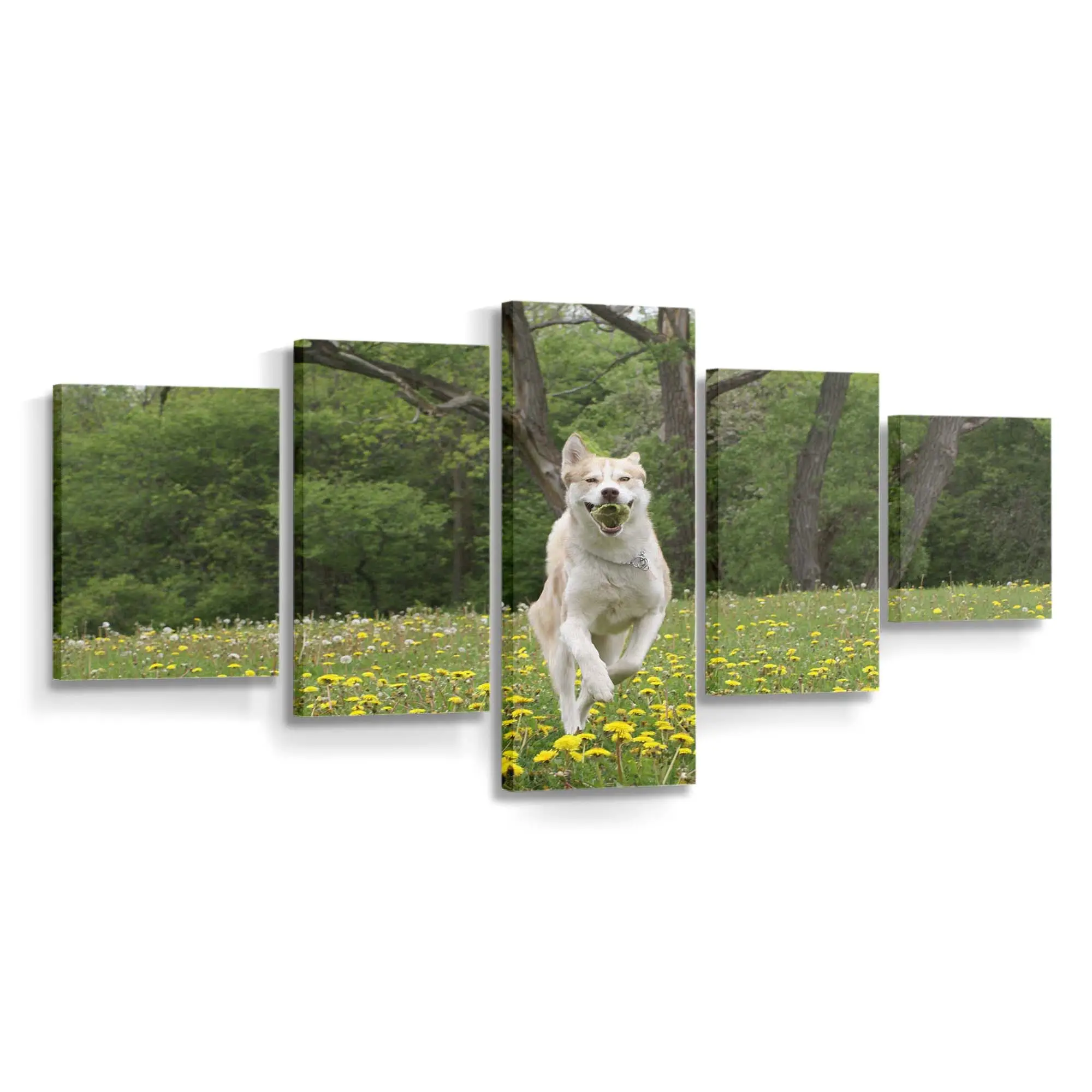 Schnell Rennender Hund im Freien – Hunde Leinwandbild
