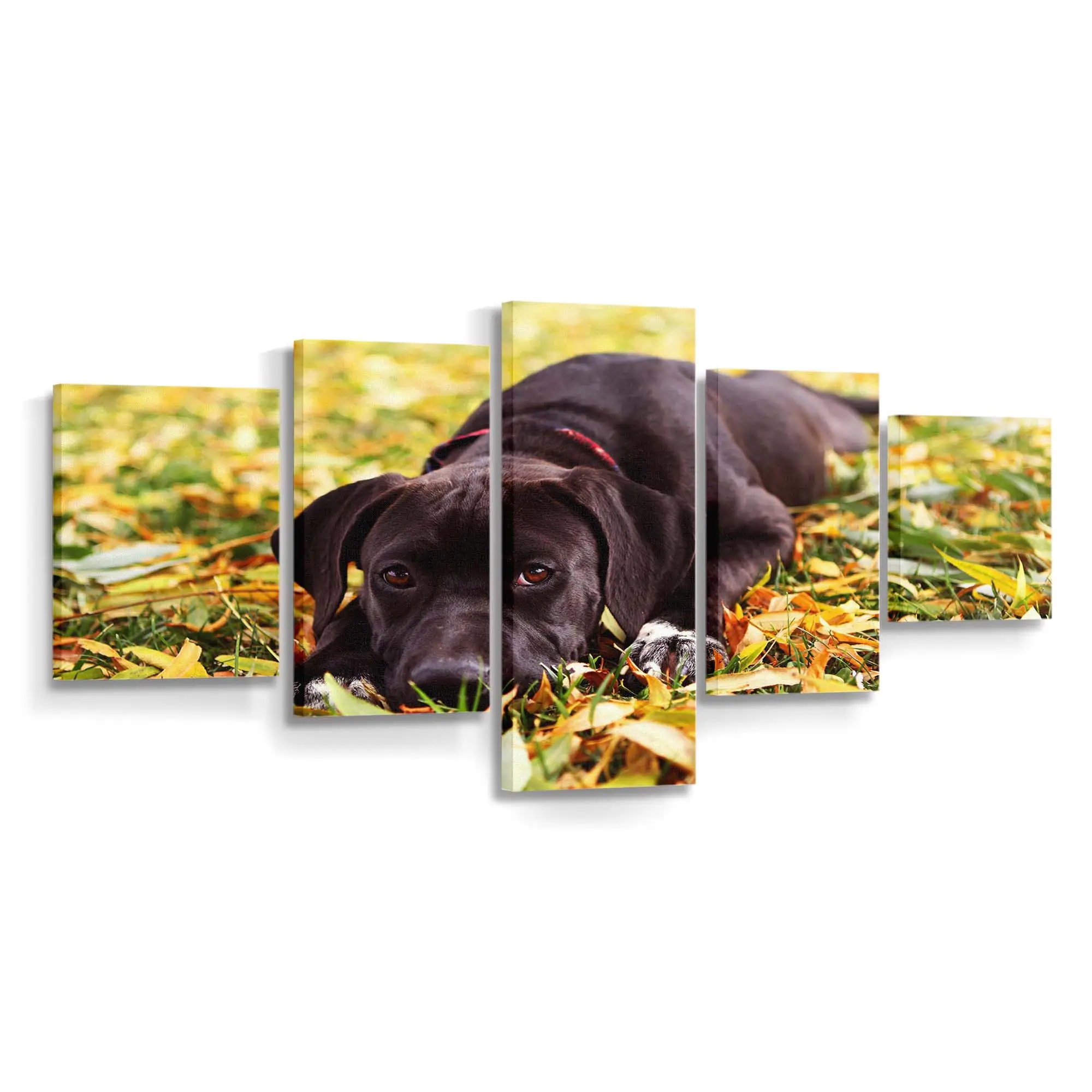Schwarzer Hund im Herbstlaub – Hunde Leinwandbild