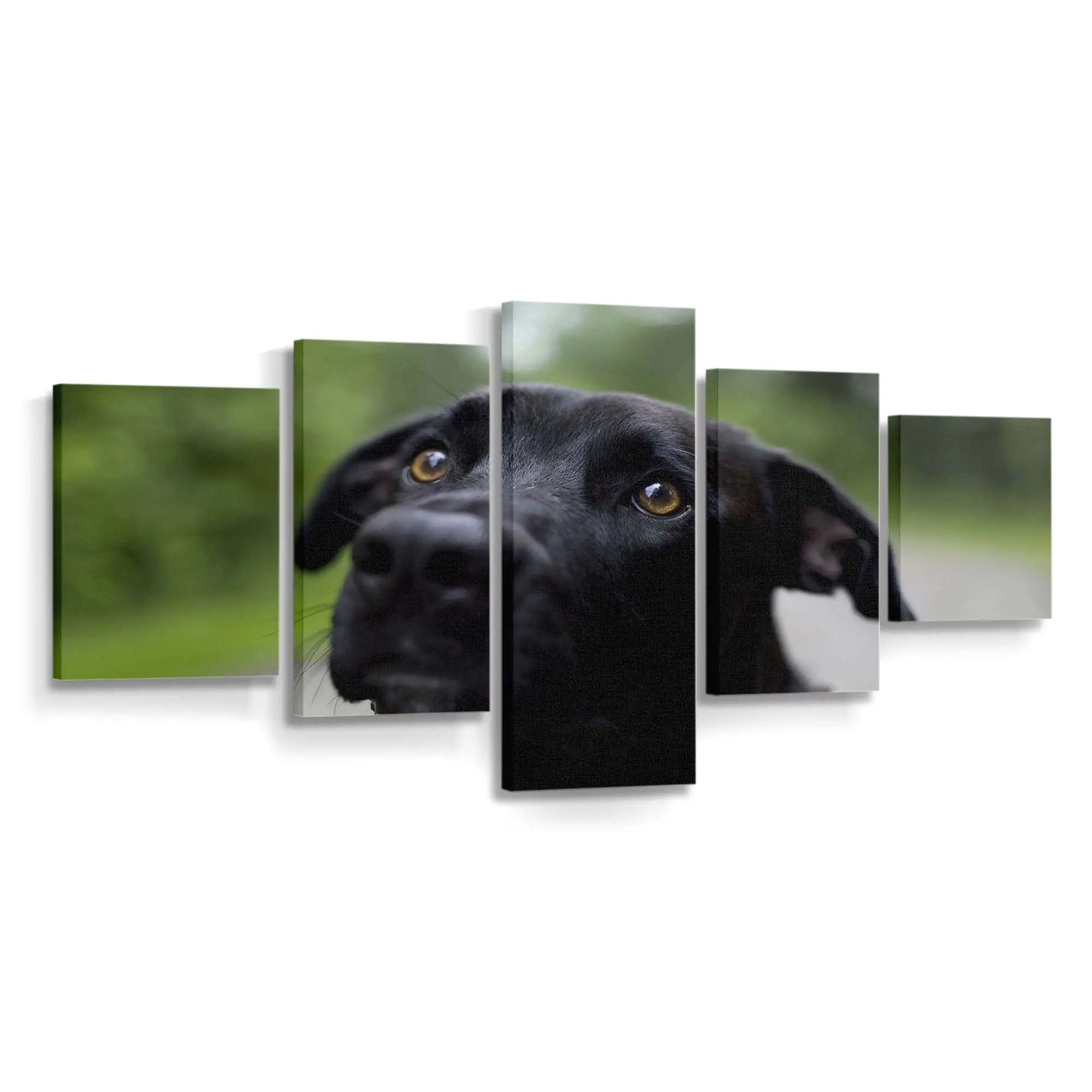 Schwarzer Labrador Retriever – Hunde Wandbild