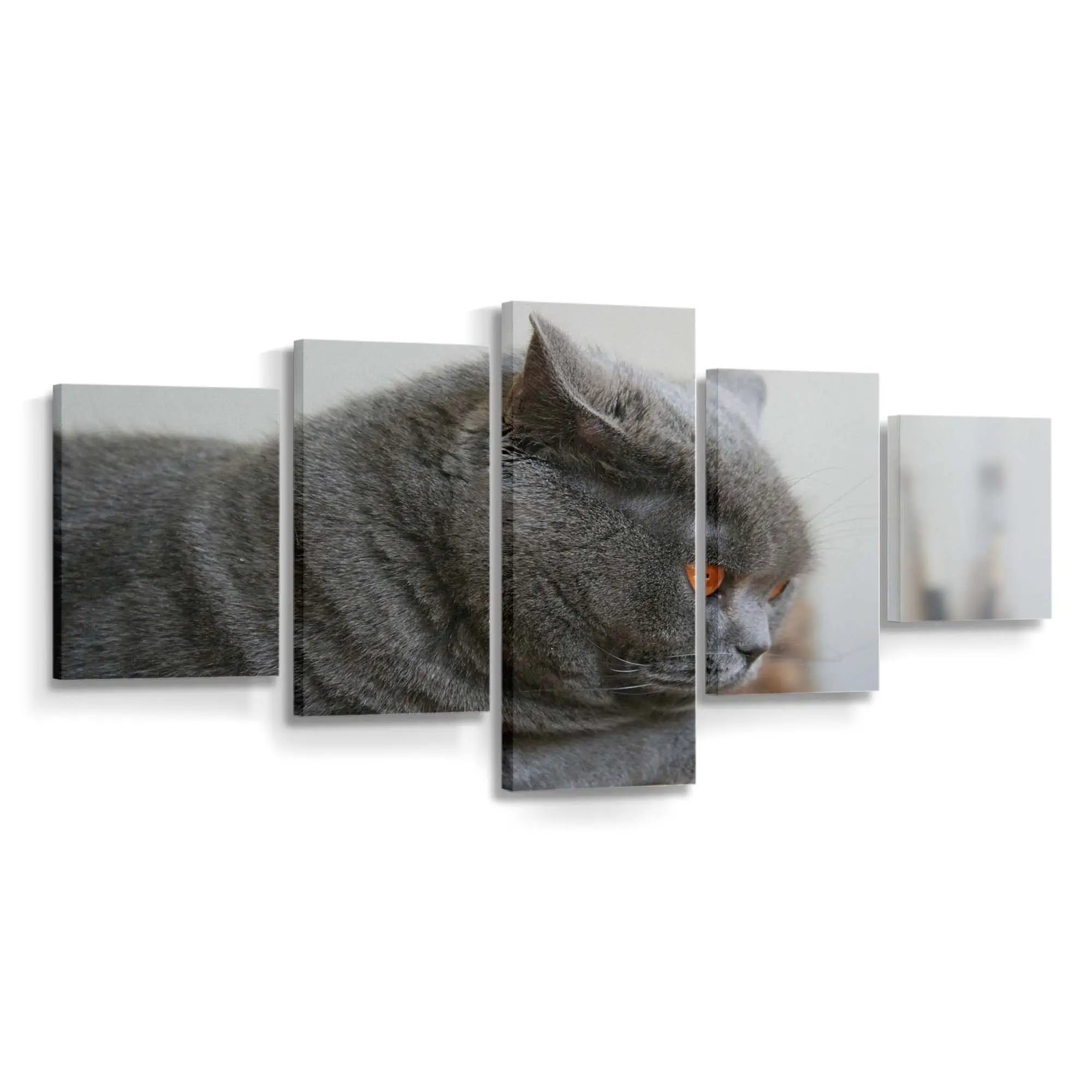 Scottish Fold Katze Blickt nach Oben – Katzenmotiv Leinwandbild