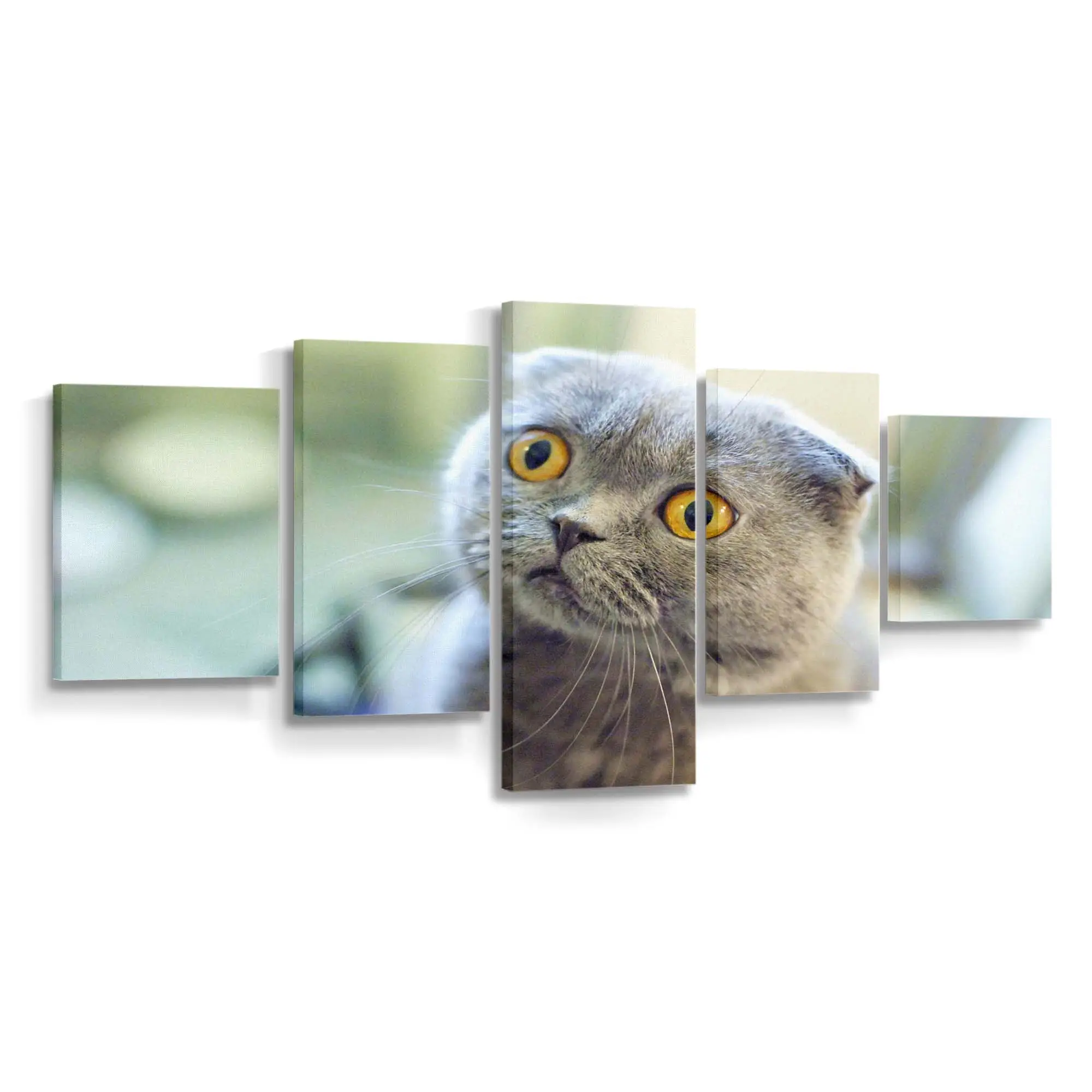 Scottish Fold Katze – Katzen Leinwandbild