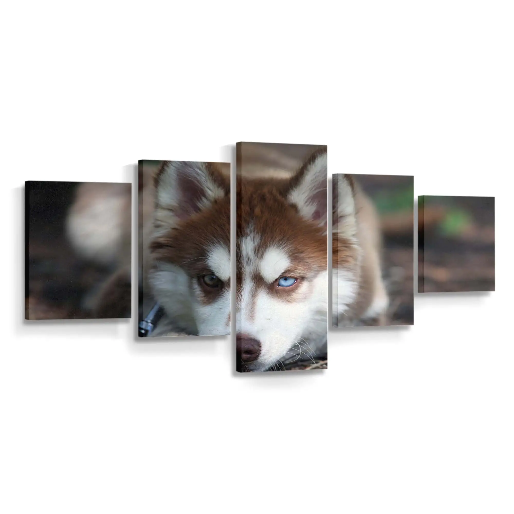 Siberian Husky mit Blauen Augen – Hunde Wandbild