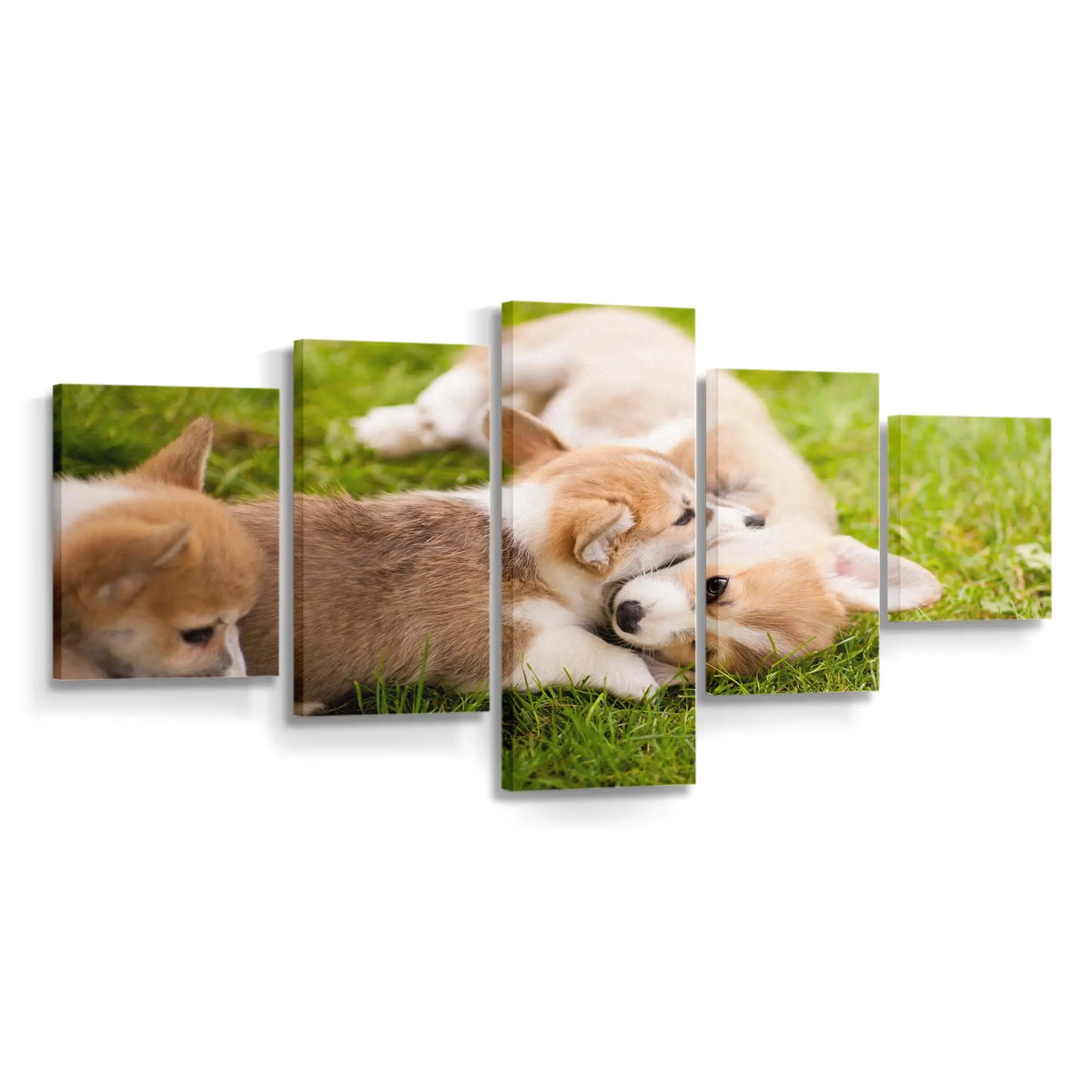 Spielende Corgi Welpen – Welpen Leinwandbild