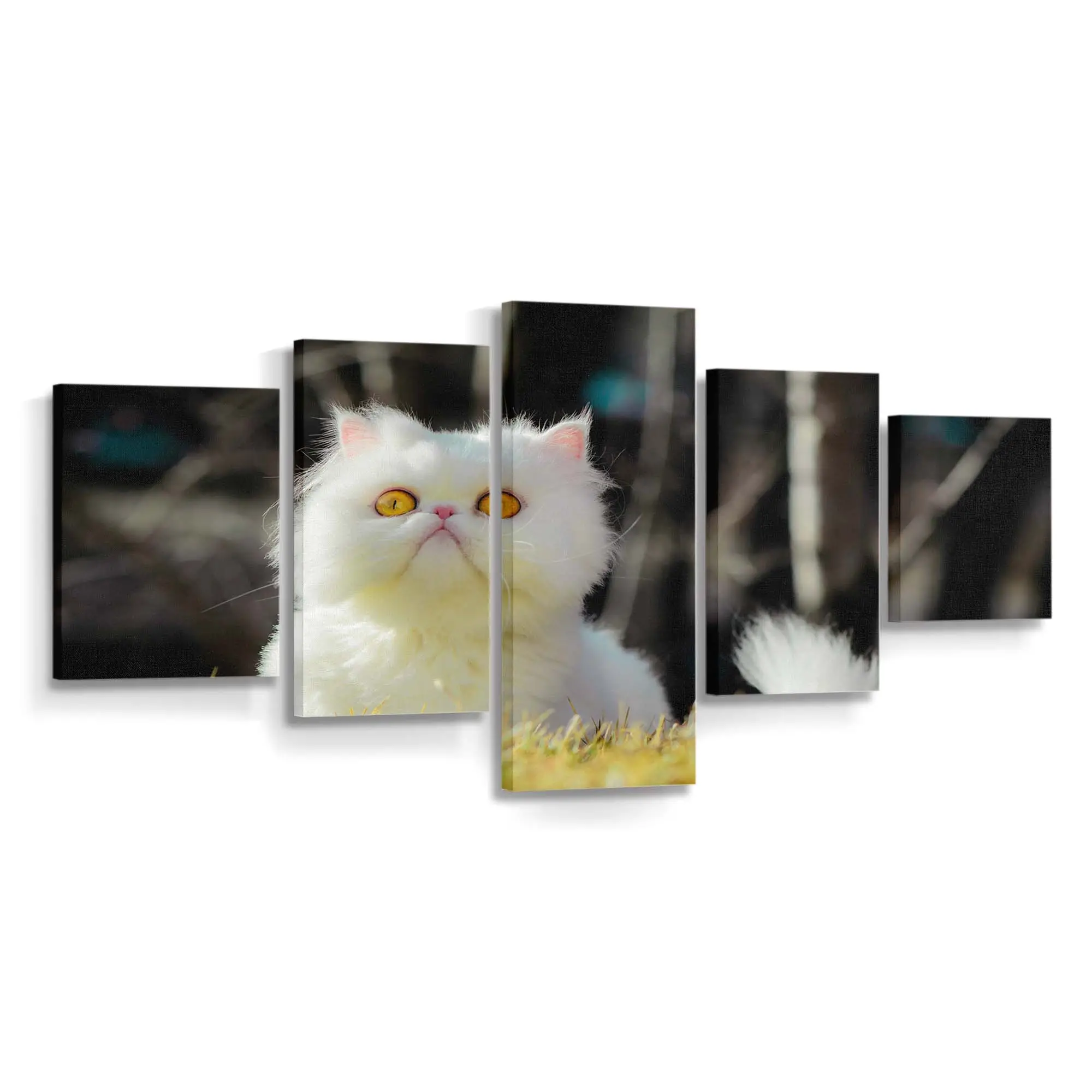 Weiße Perserkatze – Katzenmotiv Leinwandbild