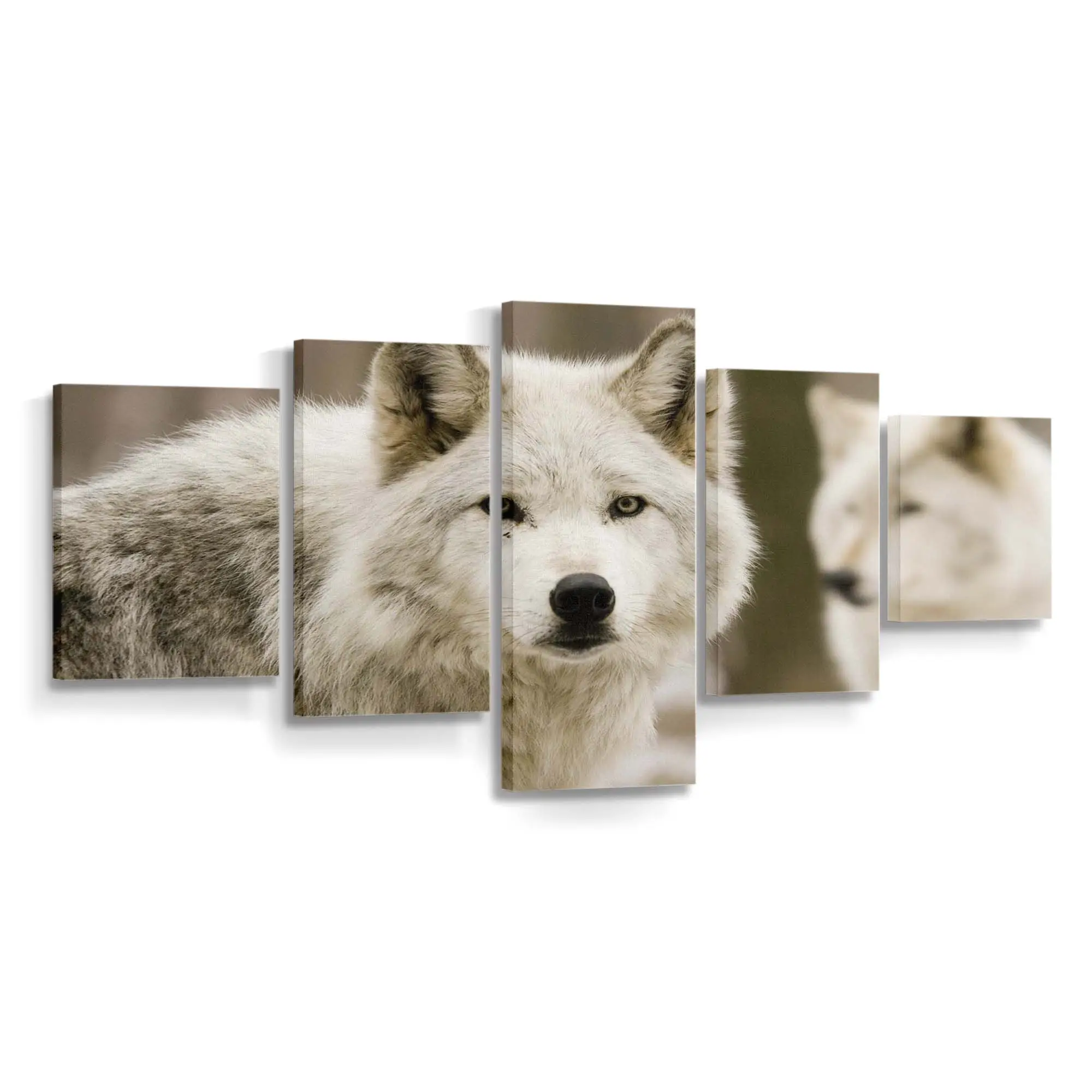 Weiße Wolfshunde in der Natur – Hunde Leinwandbild