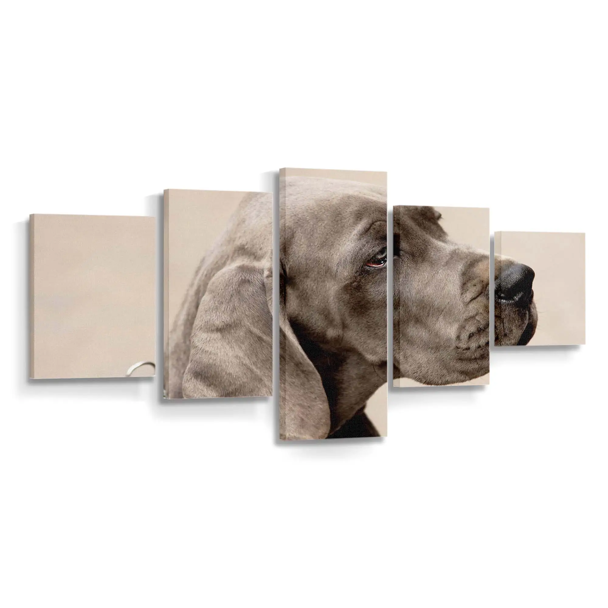 Weimaraner Fine-Art – Hunde Leinwandbild