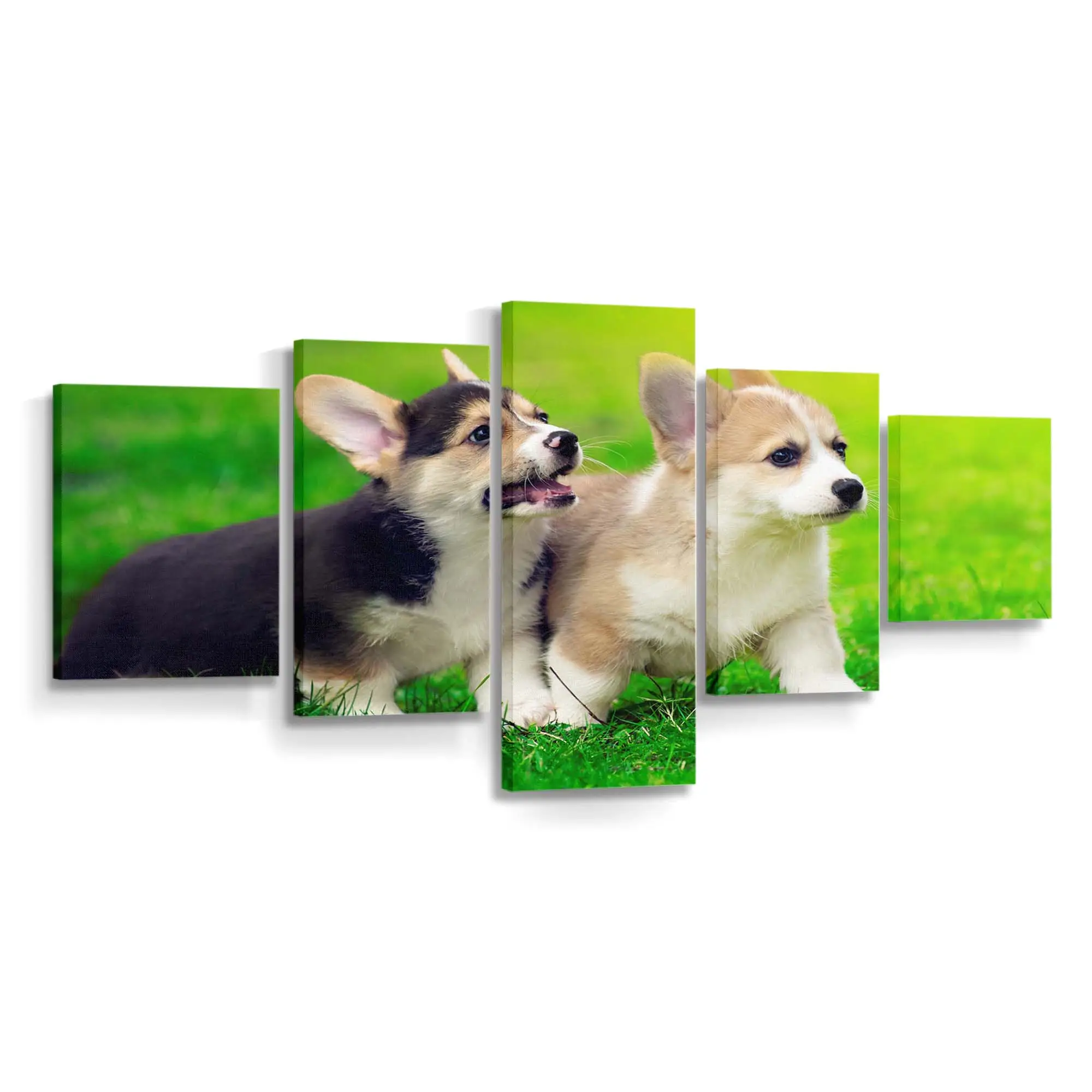 Welsh Corgi Welpen im Park – Welpen Wandbild