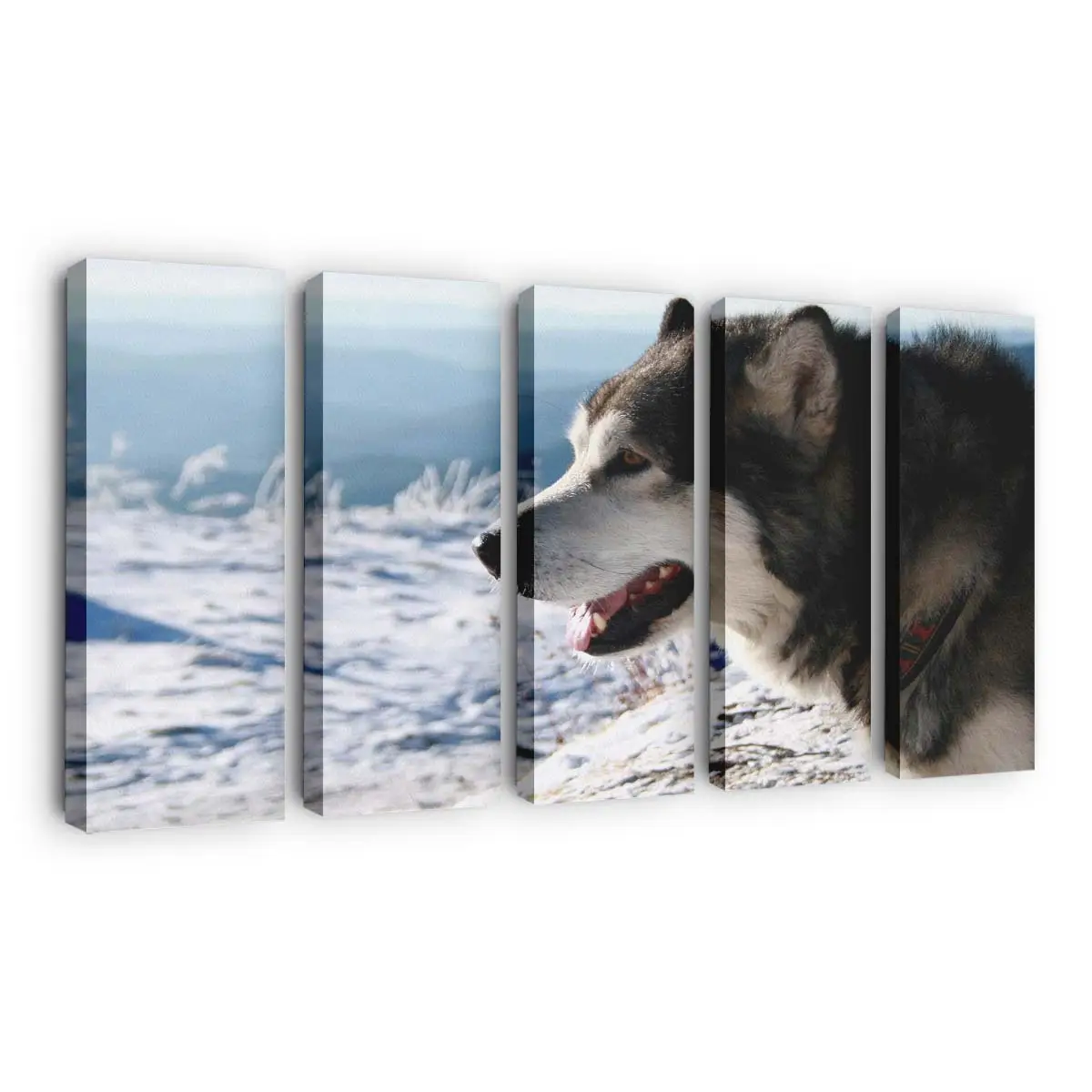 Alaskan Malamute im Freien – Hunde Leinwandbild