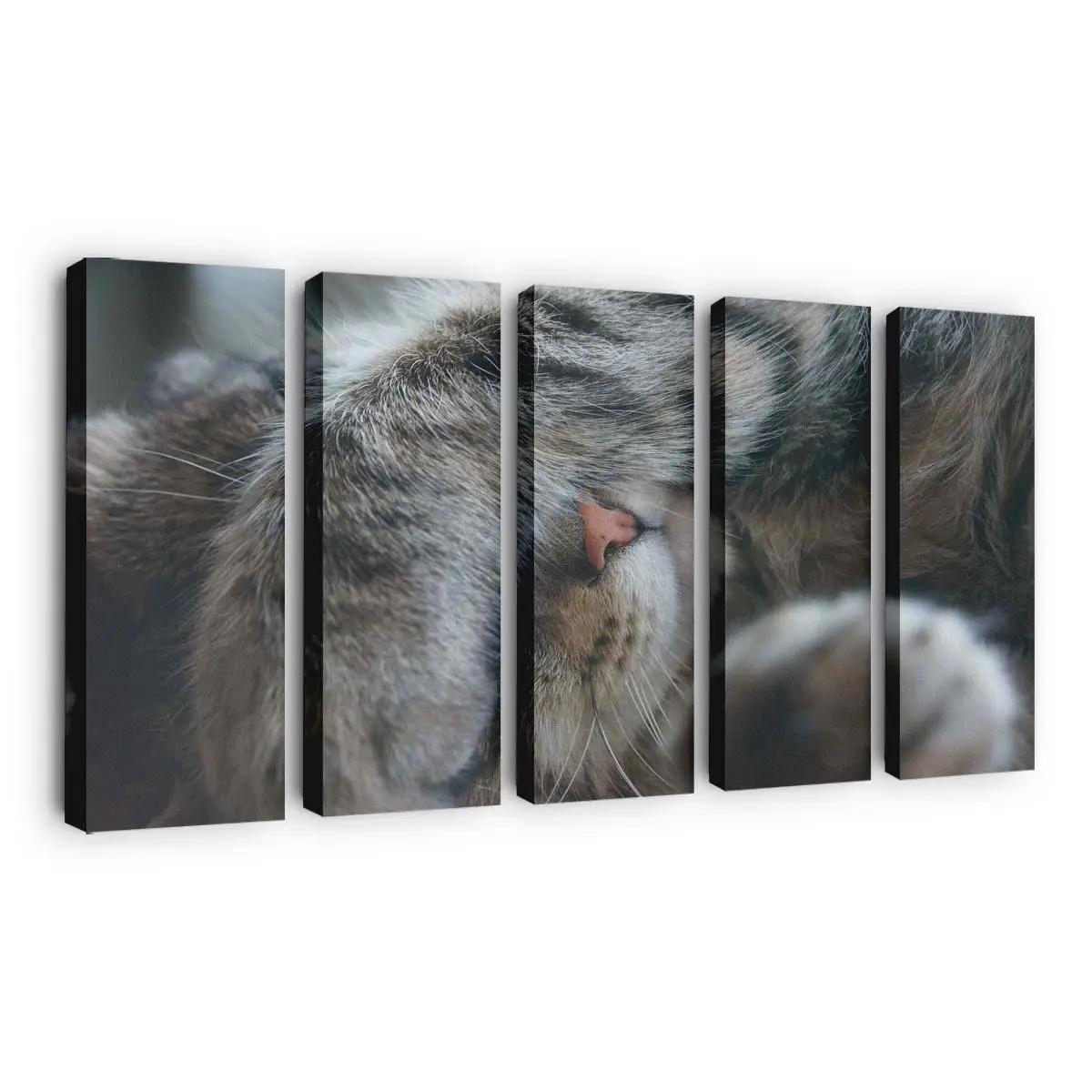 Überraschte Katze mit OMG Blick – Katzen Wandbild