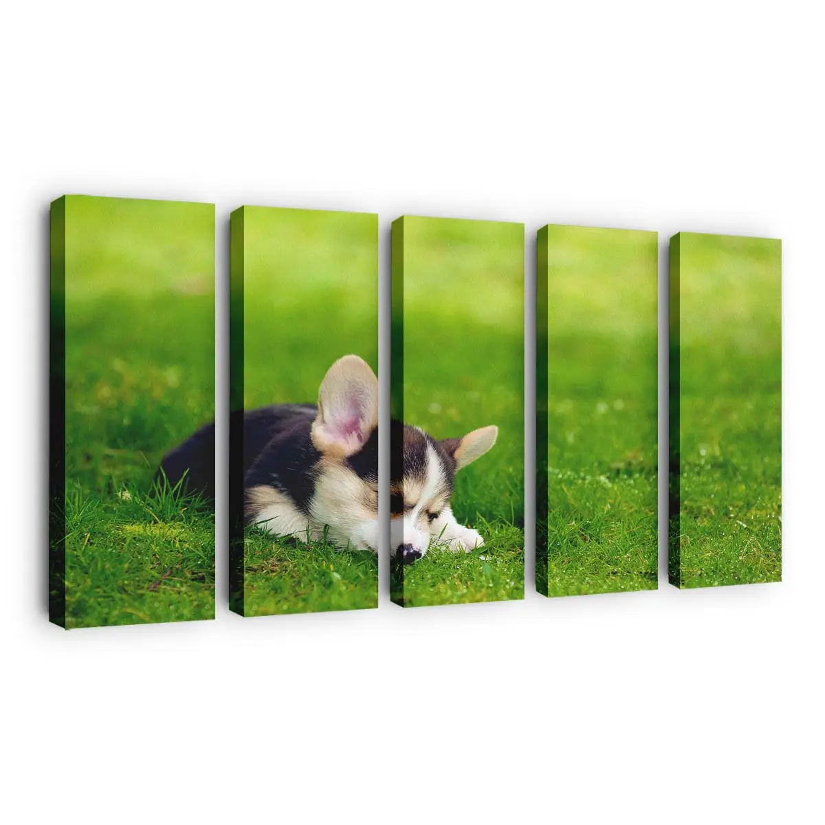 Dreifarbiger Pembroke Welsh Corgi Welpe – Welpen Wandbild