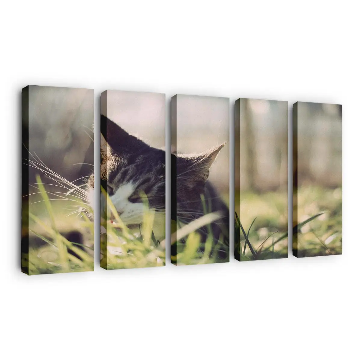 Flauschige Katze Kaut an Gras – Katzen Wandbild