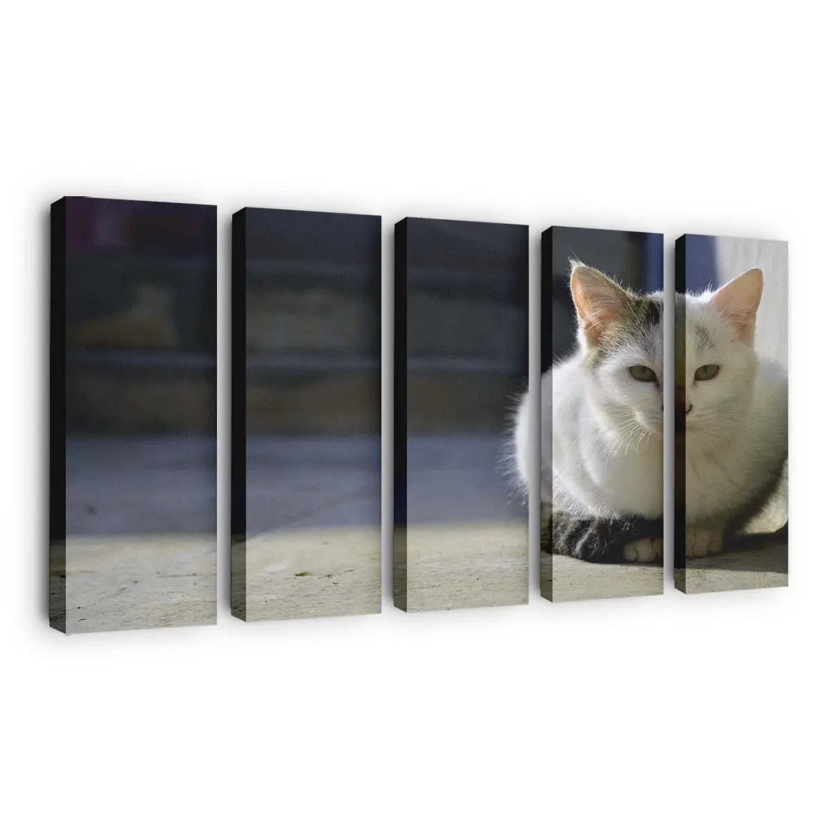 Flauschige Perserkatze mit Langem Fell – Katzenmotiv Leinwandbild