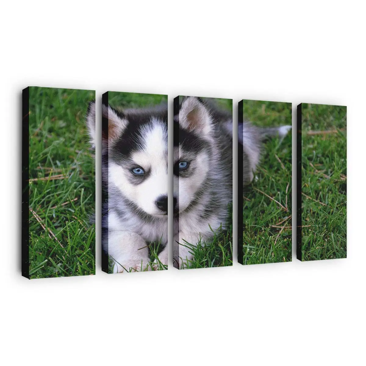 Flauschiger Husky Welpe – süßes Hundemotiv Leinwandbild