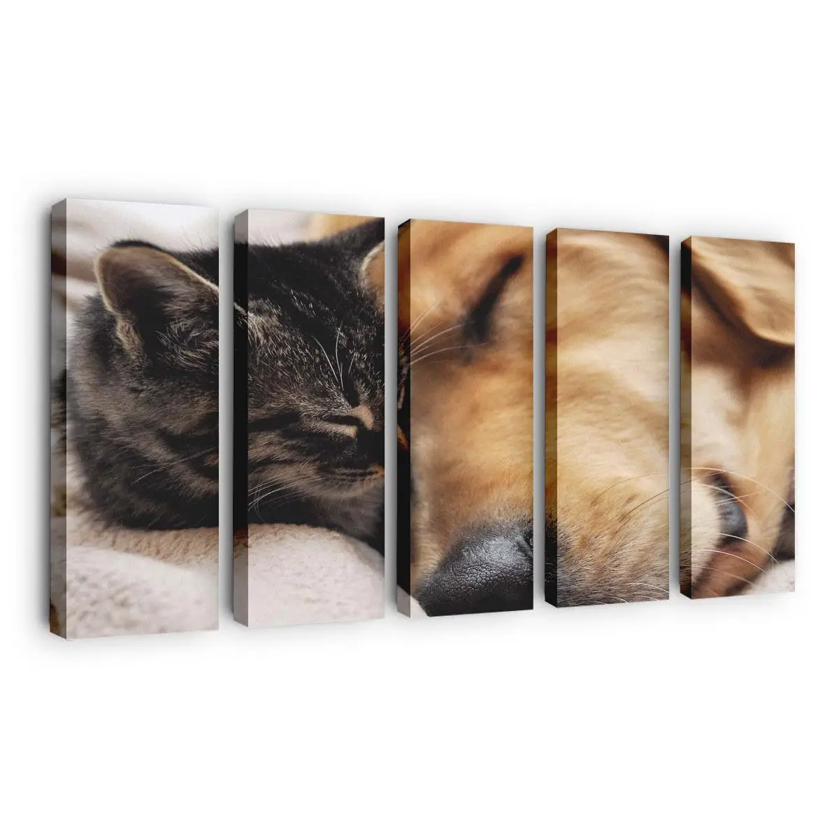 Freundschaft zwischen Katze und Hund – Haustier Leinwandbild