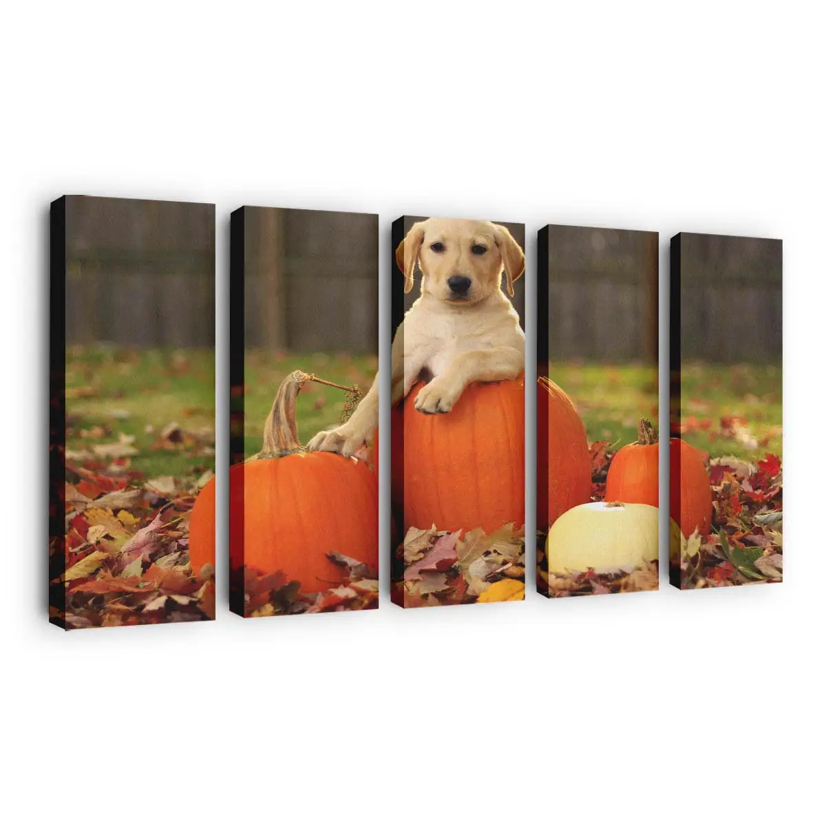 Gelber Labrador Retriever Welpe im Herbst – Welpen Wandbild