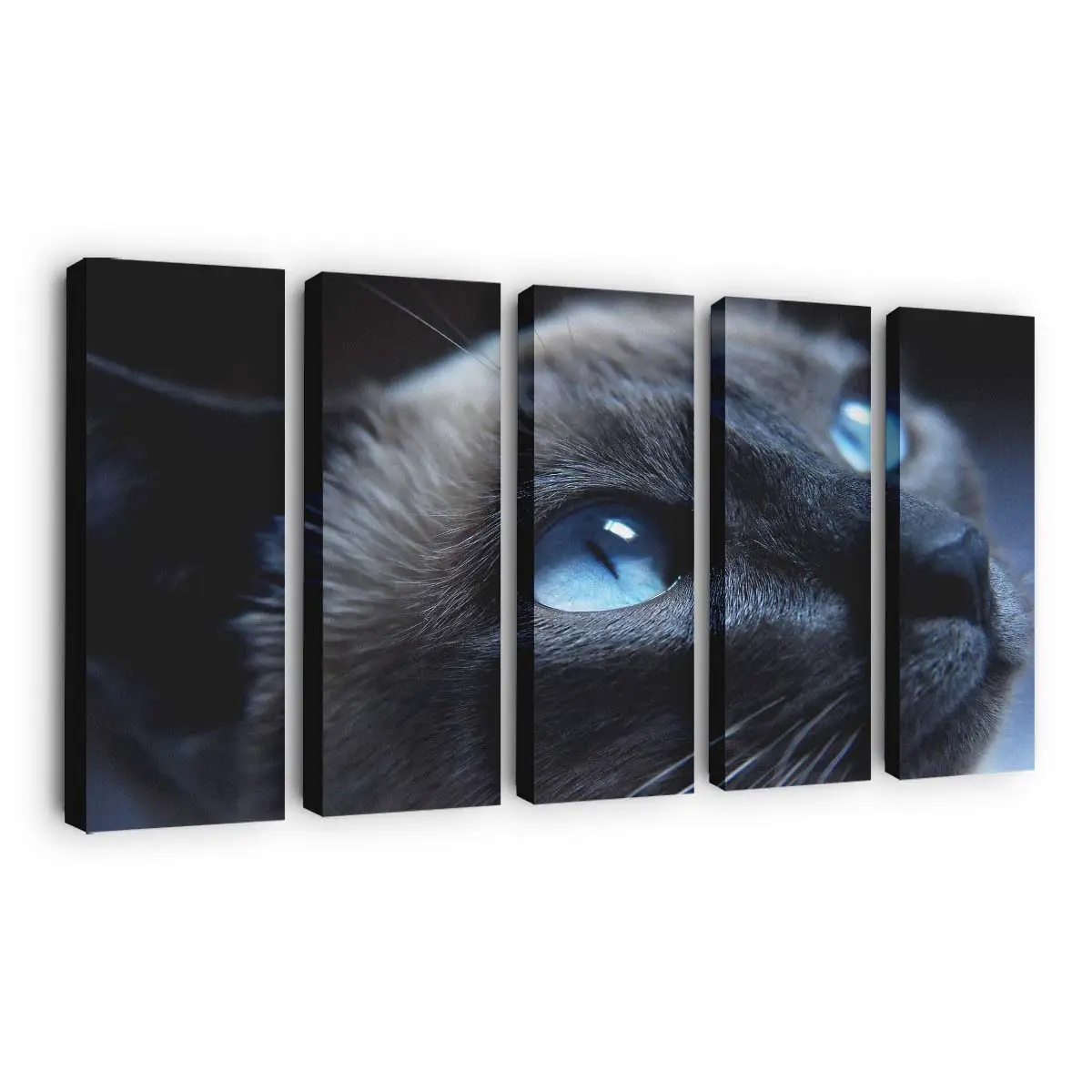 Gesicht einer Hauskatze – Katzen Leinwandbild