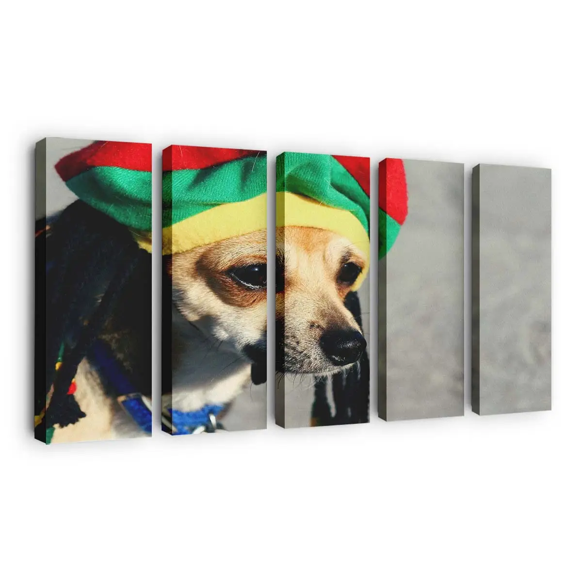 Hund mit Rasta Locken – Hundemotiv Leinwandbild