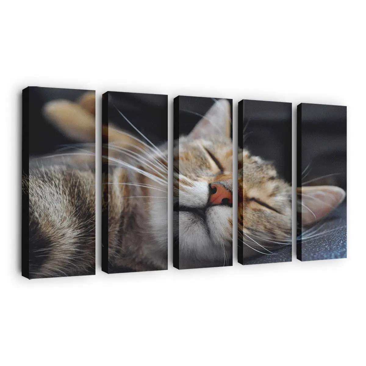 Katze Schlft in Lustiger Position – Katzen Leinwandbild
