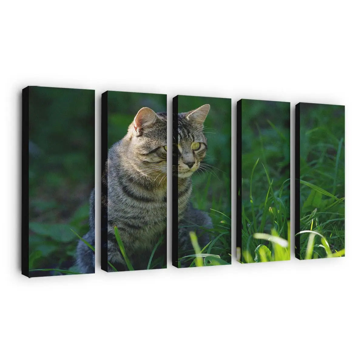 Katze Starrt in die Kamera – Katzenmotiv Leinwandbild