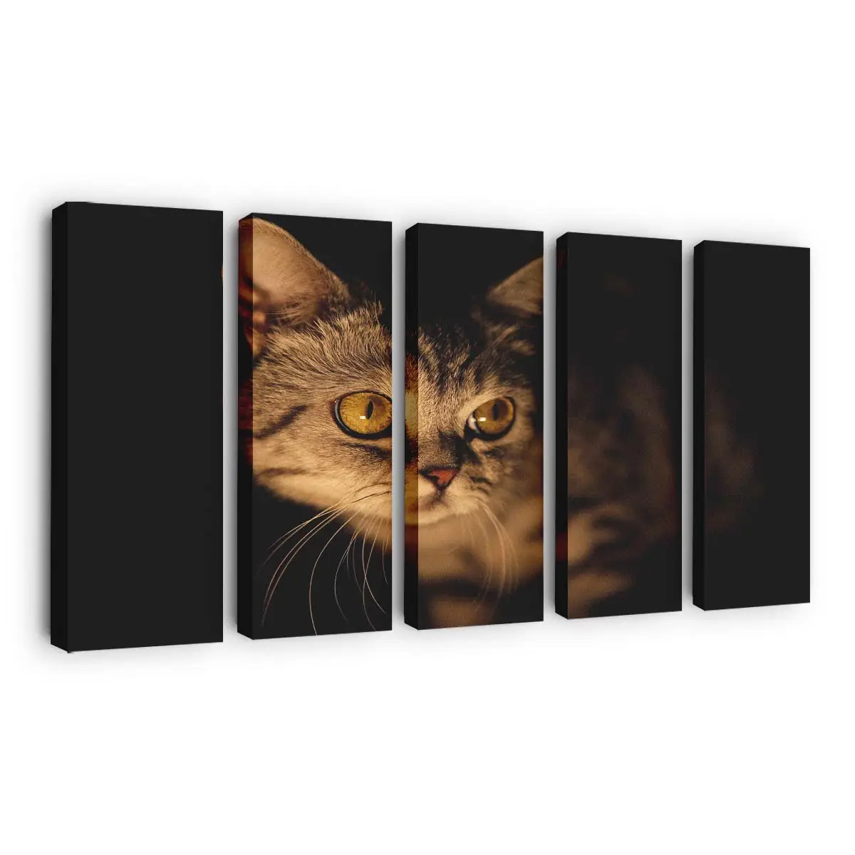 Katze Tritt aus dem Schatten – Katzen Wandbild