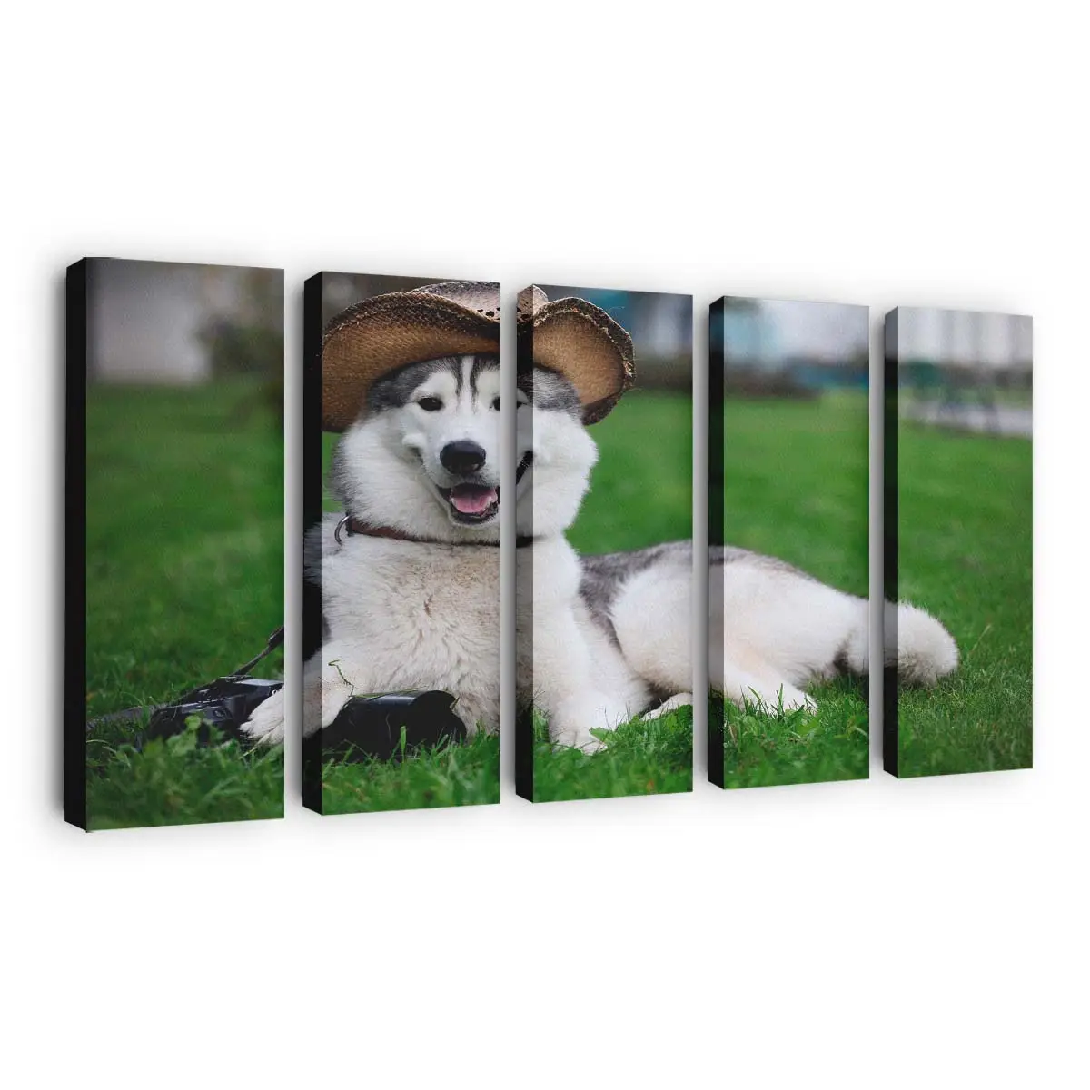 Laika Rollt Sich im Gras – Hunde Wandbild