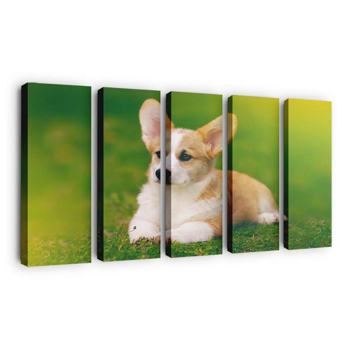 Lchelnder Pembroke Welsh Corgi – Hunde Wandbild