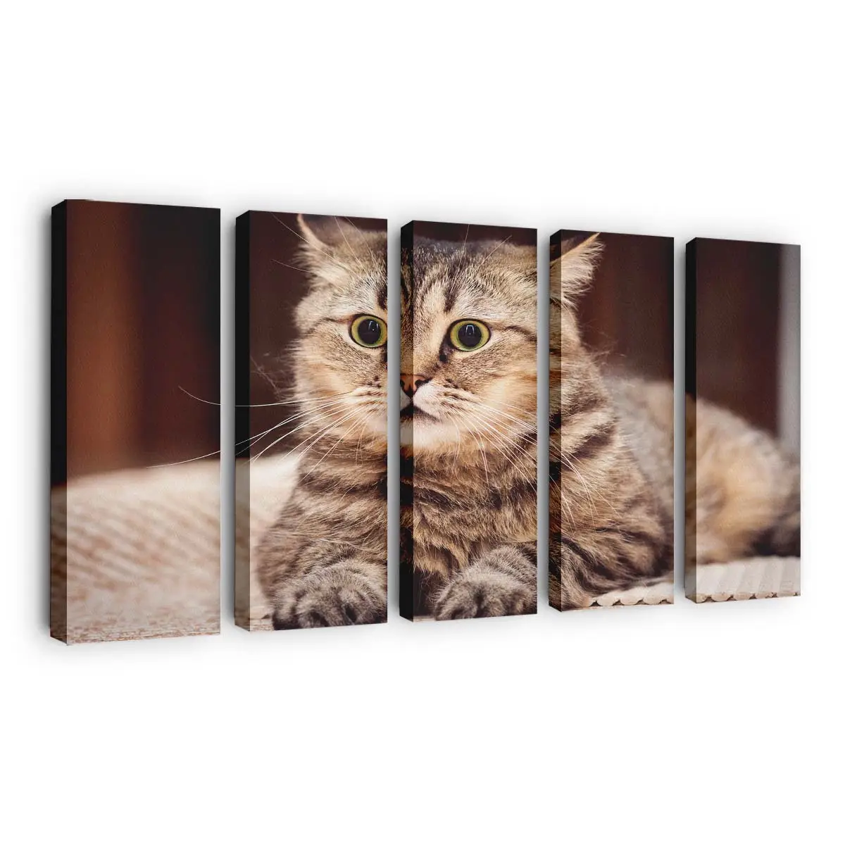 Ängstliches Katzengesicht – Katzenmotiv Leinwandbild