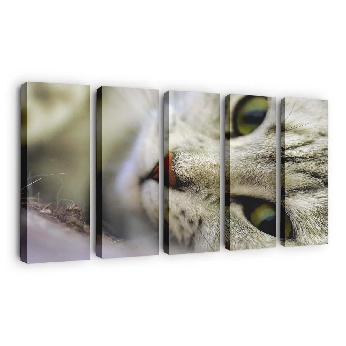 Posierende Katze – Katzen Wandbild