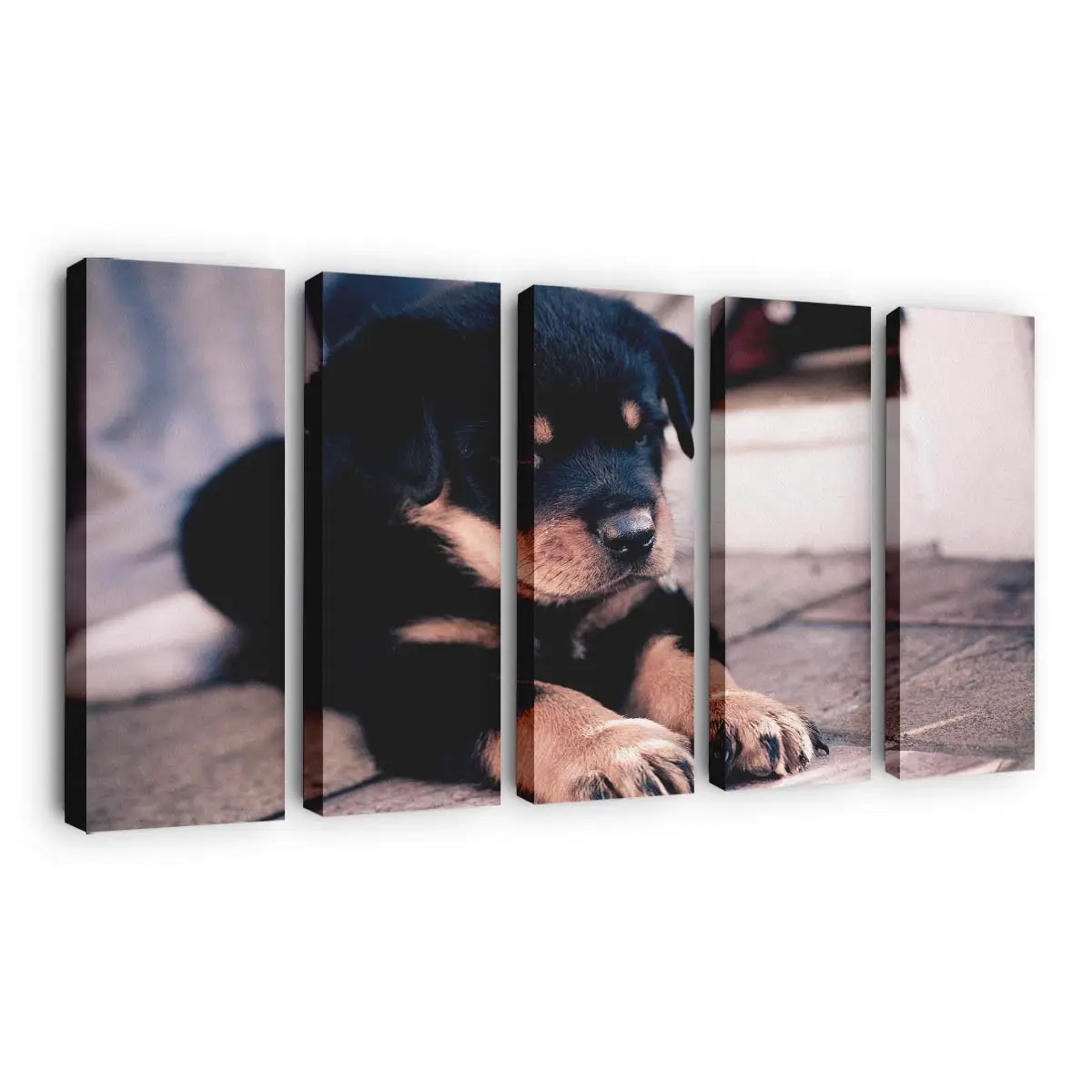 Rottweiler Welpe – süßes Hundemotiv Leinwandbild