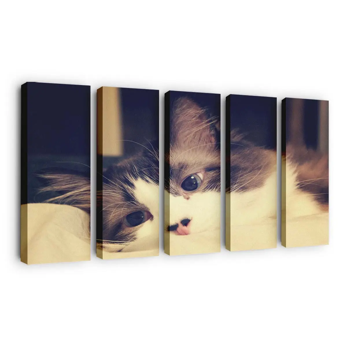 Ruhende Hauskatzen – Katzenmotiv Leinwandbild