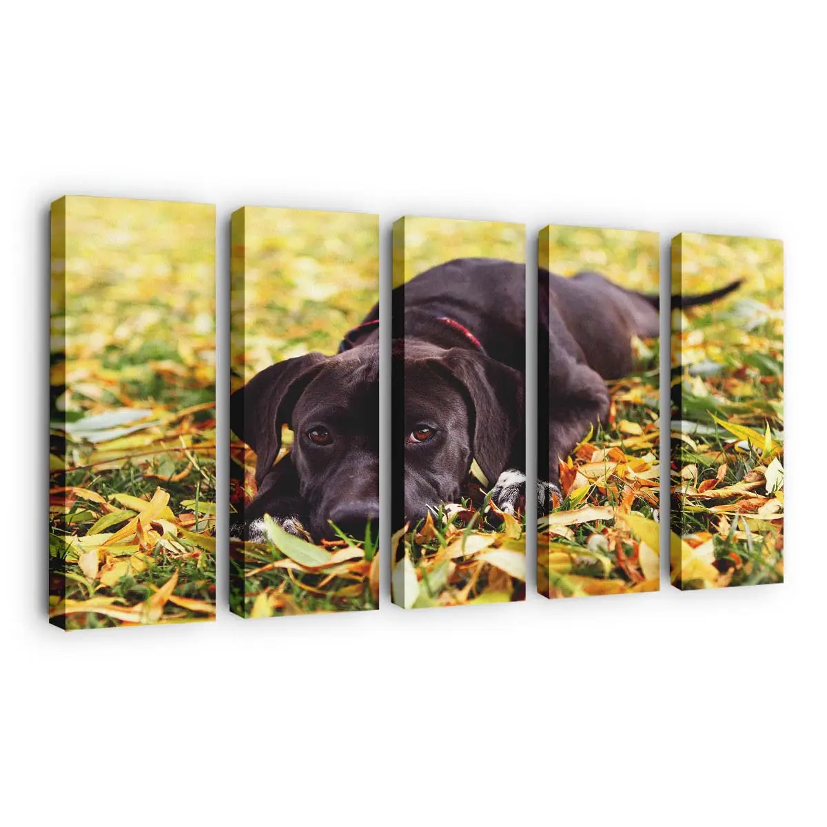 Schwarzer Hund im Herbstlaub – Hunde Leinwandbild
