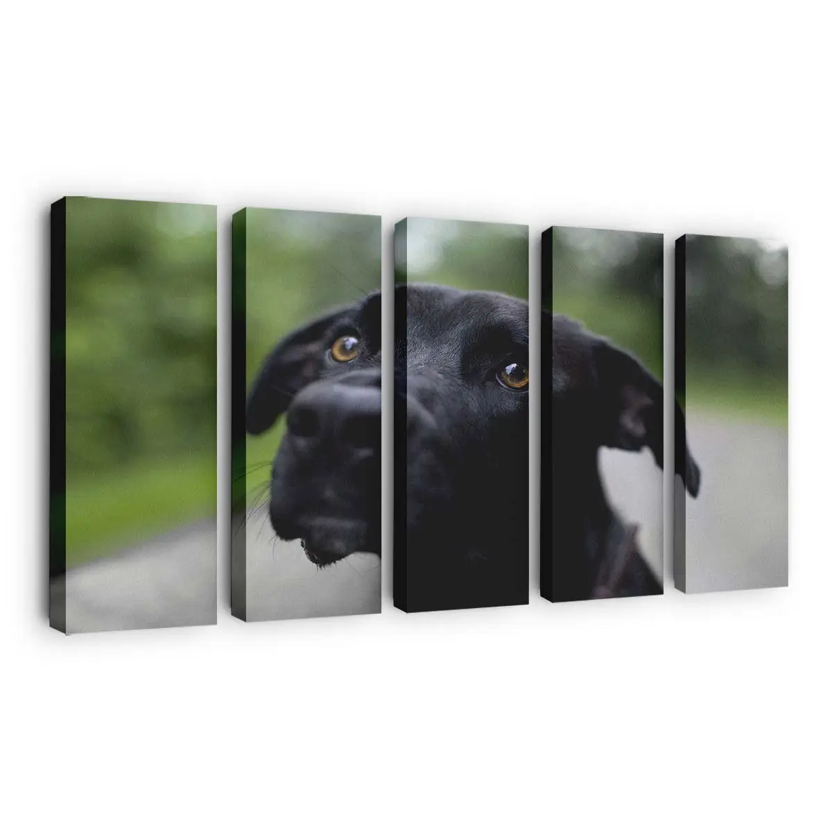 Schwarzer Labrador Retriever – Hunde Wandbild