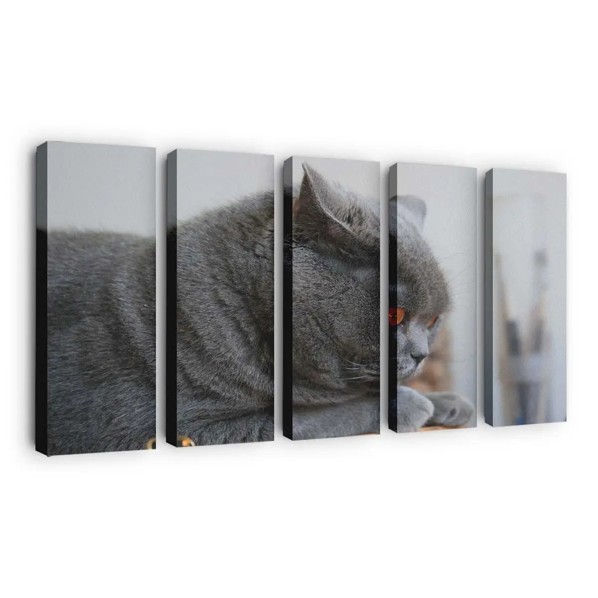 Scottish Fold Katze Blickt nach Oben – Katzenmotiv Leinwandbild