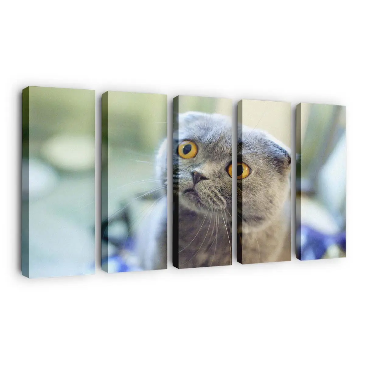 Scottish Fold Katze – Katzen Leinwandbild